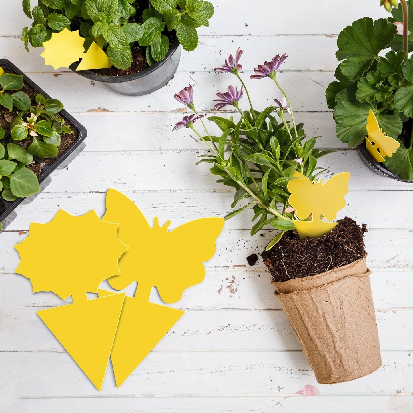 Fruit Fly Traps Indoor Fungus Gnat Trap 48PCS for Plants Yellow Houseplants Outdoor Use Insect Sticky
