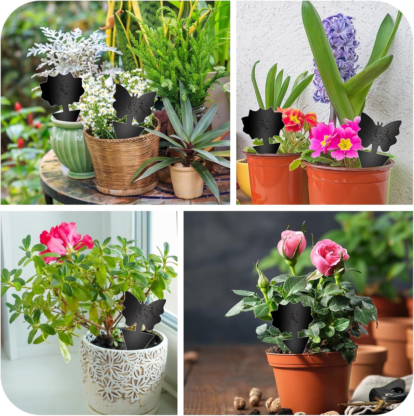 Fruit Fly Traps, 60 Pack Black Sticky Traps, Fungus Gnat Traps, Plant Fly Stickers for Indoor and Outdoor Use Protect The Plant