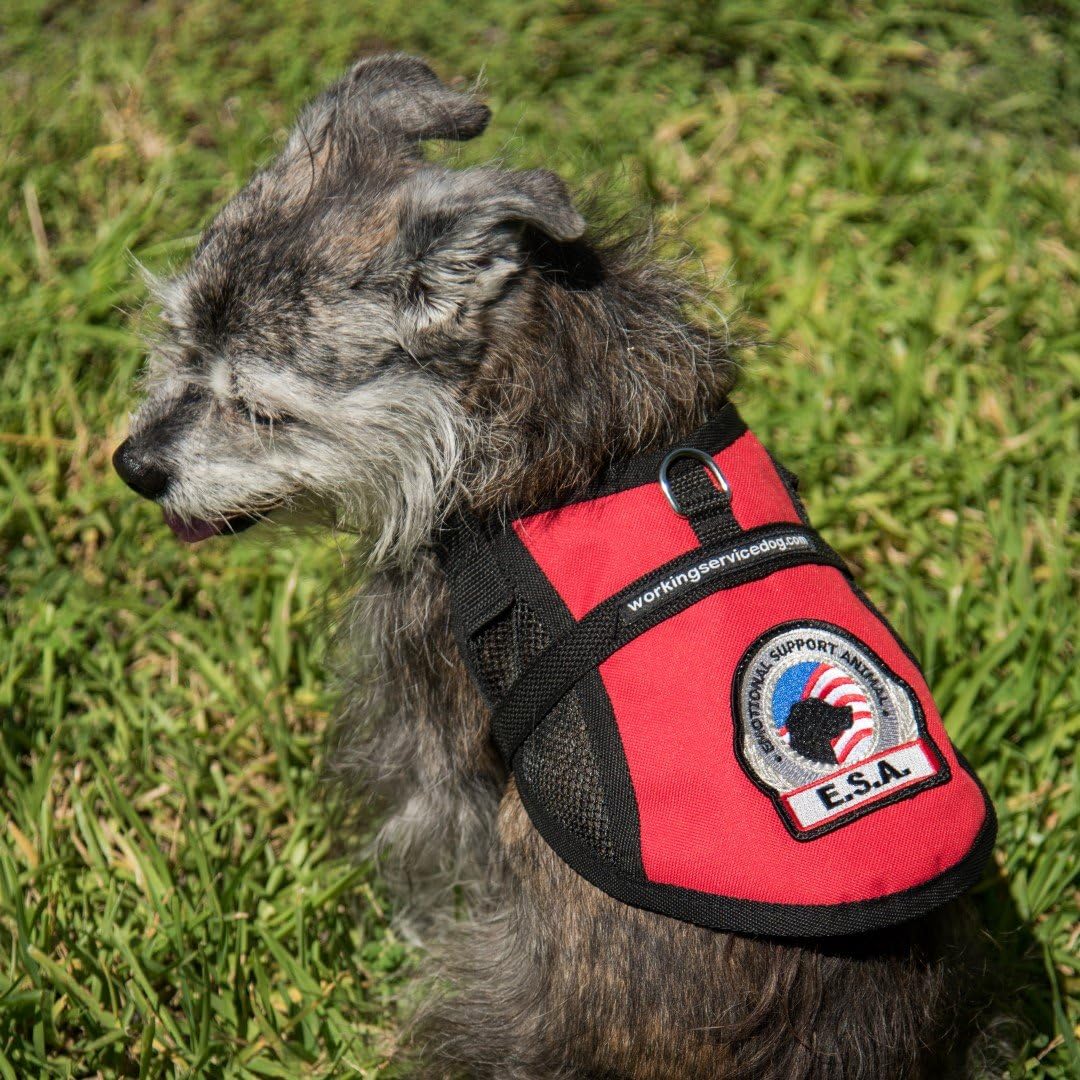 Premium Emotional Support Dog Vest | ESA Dog Vest | Mesh Cooling Panel | Emotional Support Animal Harness | Includes 5 Federal Law ESA Handout Cards (14" - 17" Girth, Red)