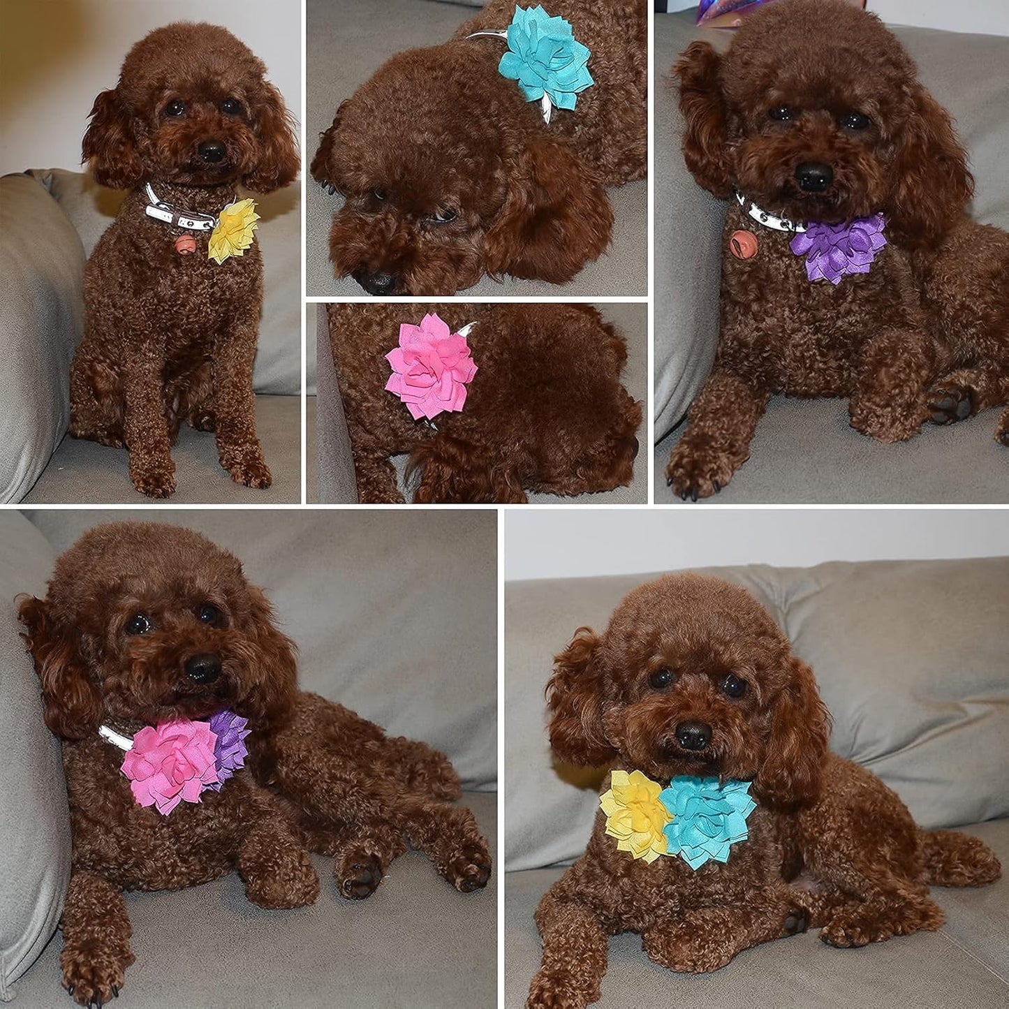 Dog Collar Flowers Attachement Cat Bow Tie Flora Accessories Set-Girl or Boy Pet Grooming OD 8cm 4pcs