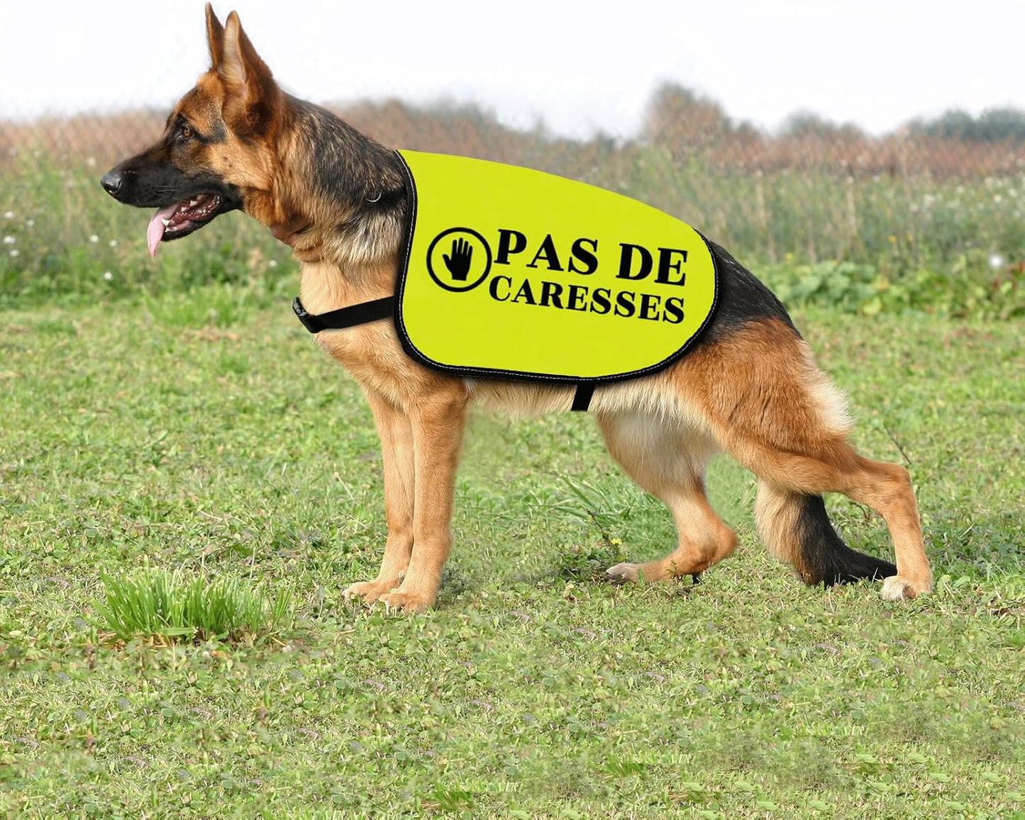 Dog Slogan Jacke Vest Anxiety Vests Pas De Caresses Dog Vests Dogs Trainer Gift Dogs Walking Warning (CARESSES-Medium)