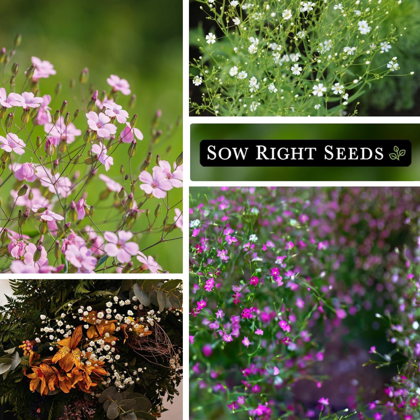 Sow Right Seeds - Baby's Breath Seed Collection for Planting - Annual and Carmine - Non-GMO Heirloom - Gypsophila elegans - Ideal for Garden and Landscape - Easy to Grow - Perfect for Bouquets