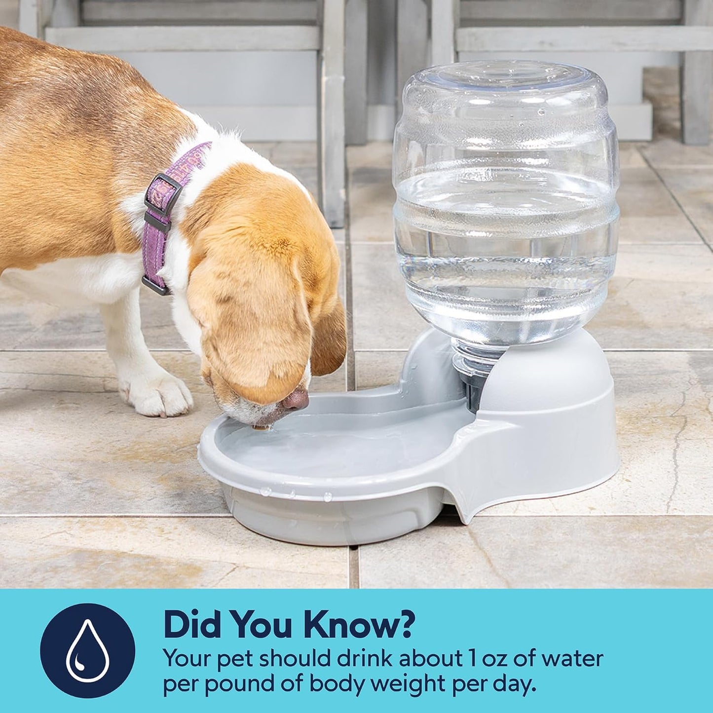Petmate Aspen Pet Aspen Pet Lebistro Cat and Dog Water Dispenser, Made in USA, 6.75"L x 11.4"W x 11.9"H, 1 Gallon
