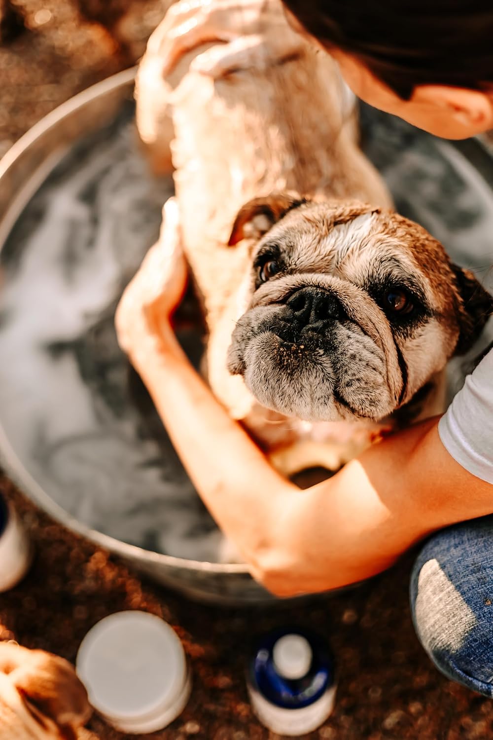 Bully Shampoo - Bulldog Dog Shampoo All Natural Organic Formula Refreshing Botanical Scent. Specifically for Bulldog Breeds and Itchy Skin. Leaves Skin and Coat, Soft, Shiny, Clean and Healthy!