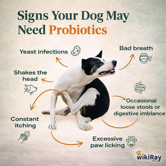 wikiRay Probiotics for Dogs – Soft Chews for Digestive Health & Immunity | 120 Chews | 3 Billion CFU, Pumpkin, Enzymes, Vitamins & Prebiotics | Made with Natural Ingredients