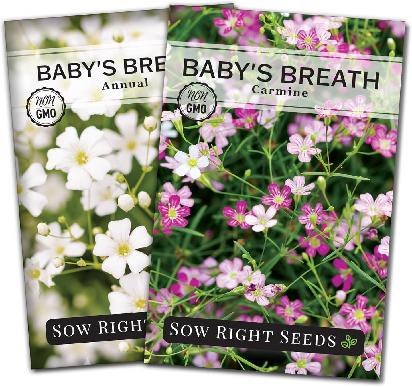 Sow Right Seeds - Baby's Breath Seed Collection for Planting - Annual and Carmine - Non-GMO Heirloom - Gypsophila elegans - Ideal for Garden and Landscape - Easy to Grow - Perfect for Bouquets