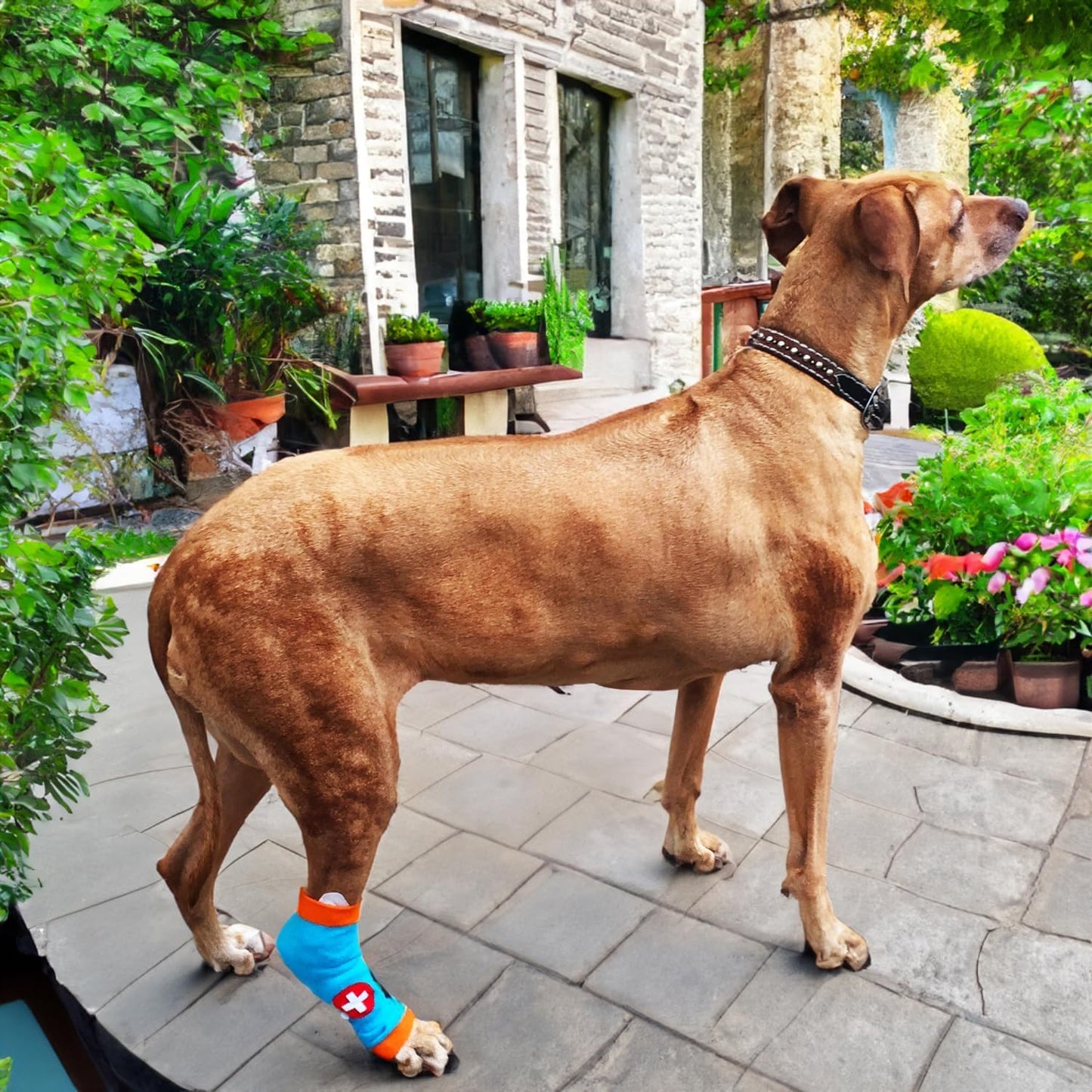 PawFlex Comfy Paws Cotton Nonslip Protective Leggings for Dogs | Medical Pet Sleeve for Dogs Legs with Non-Slip Silicone Grip at Inner Cuffs and Adjustable Strap for No Twisting or Sliding Down