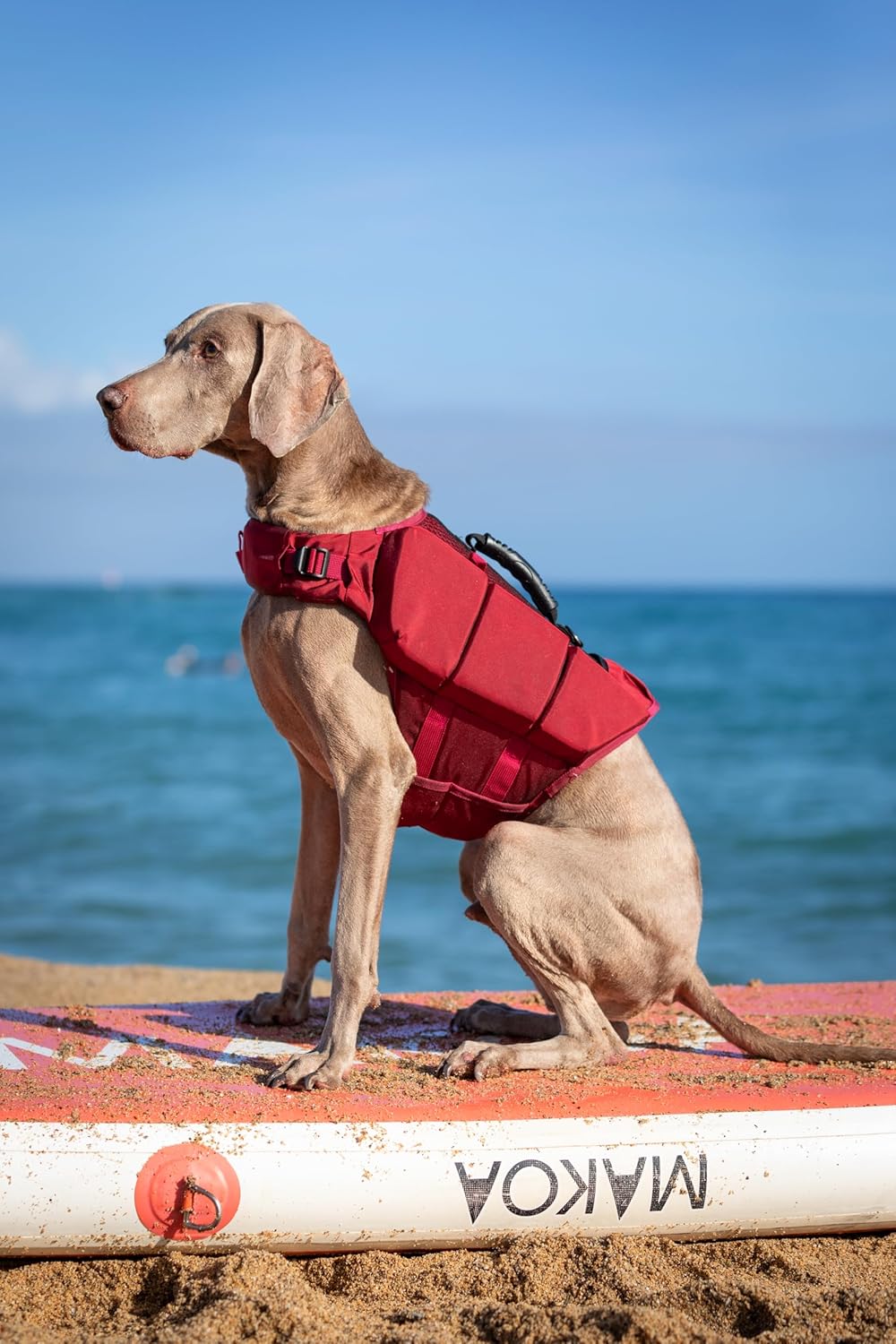 NOAH & PAW Dog Life Jacket, Human Standards Lifejacket Design, Dog Life Vest for Swimming and Boating, 3X Foam Support for Max Floating, Breathable Mesh, Salvavidas para Perros, Size XL
