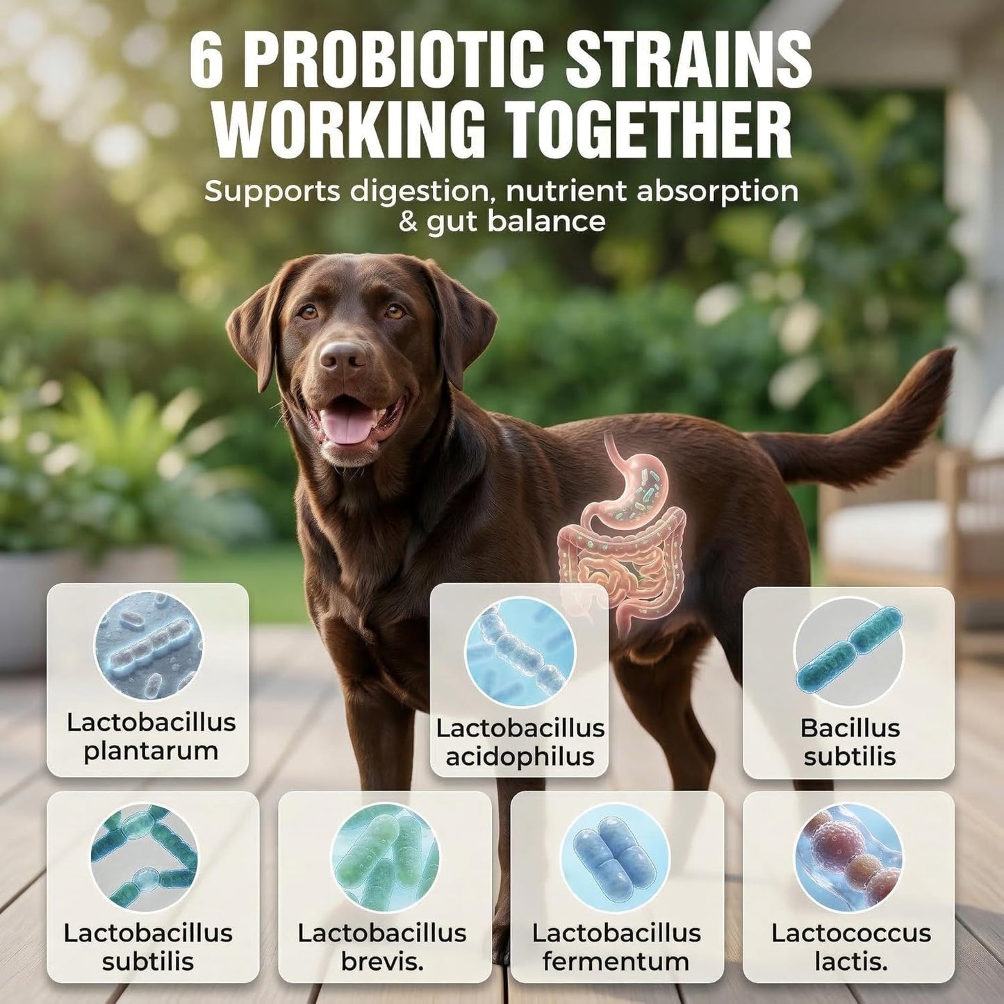 Probiotics for Dogs 20 Billion CFU - 6 Strains with Bacillus Subtilis - Soft Chews for Dog Diarrhea, Gas, Bad Breath & Itchy Skin - Digestive & Immune Support - 90 Count