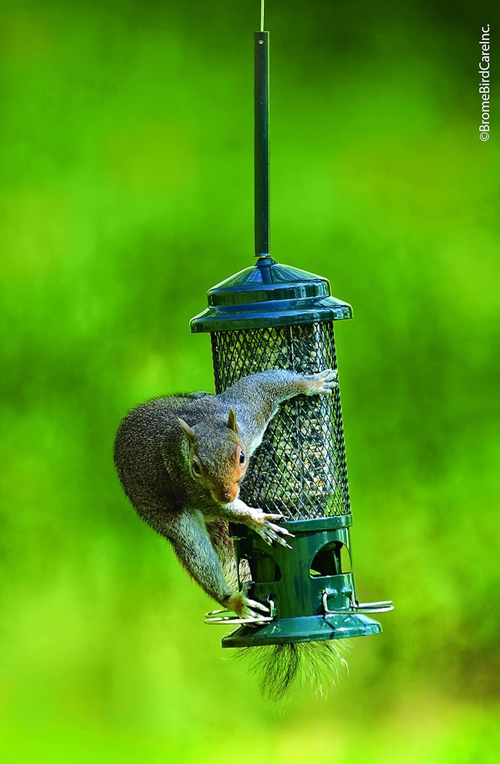 Squirrel Buster Standard Squirrel-proof Bird Feeder w/4 Metal Perches, 1.3-pound Seed Capacity, garden green