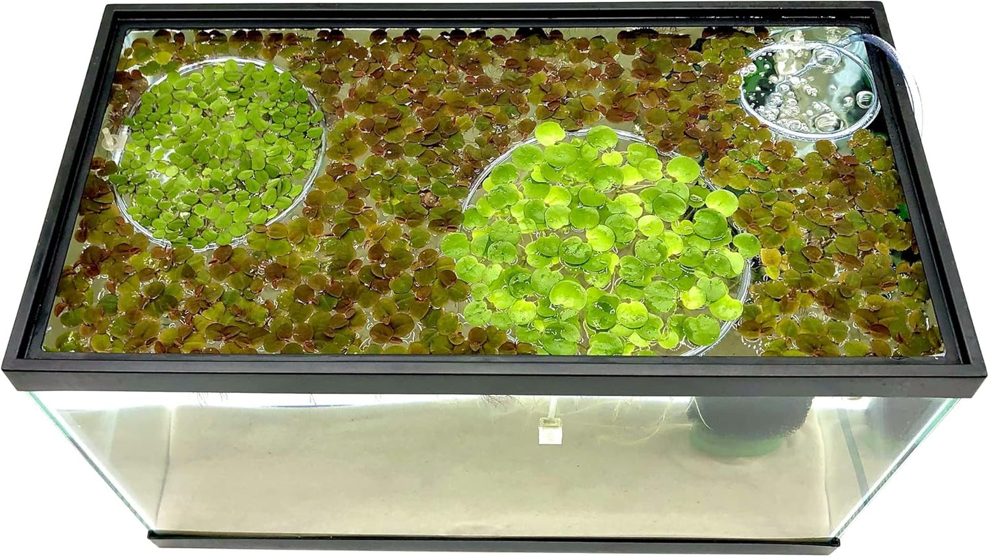 Magnetic Invisible Feeding Ring (Customizable and Auto-Leveling) Food Portal for Floating Plant Aquariums and Fish Tanks (Single)