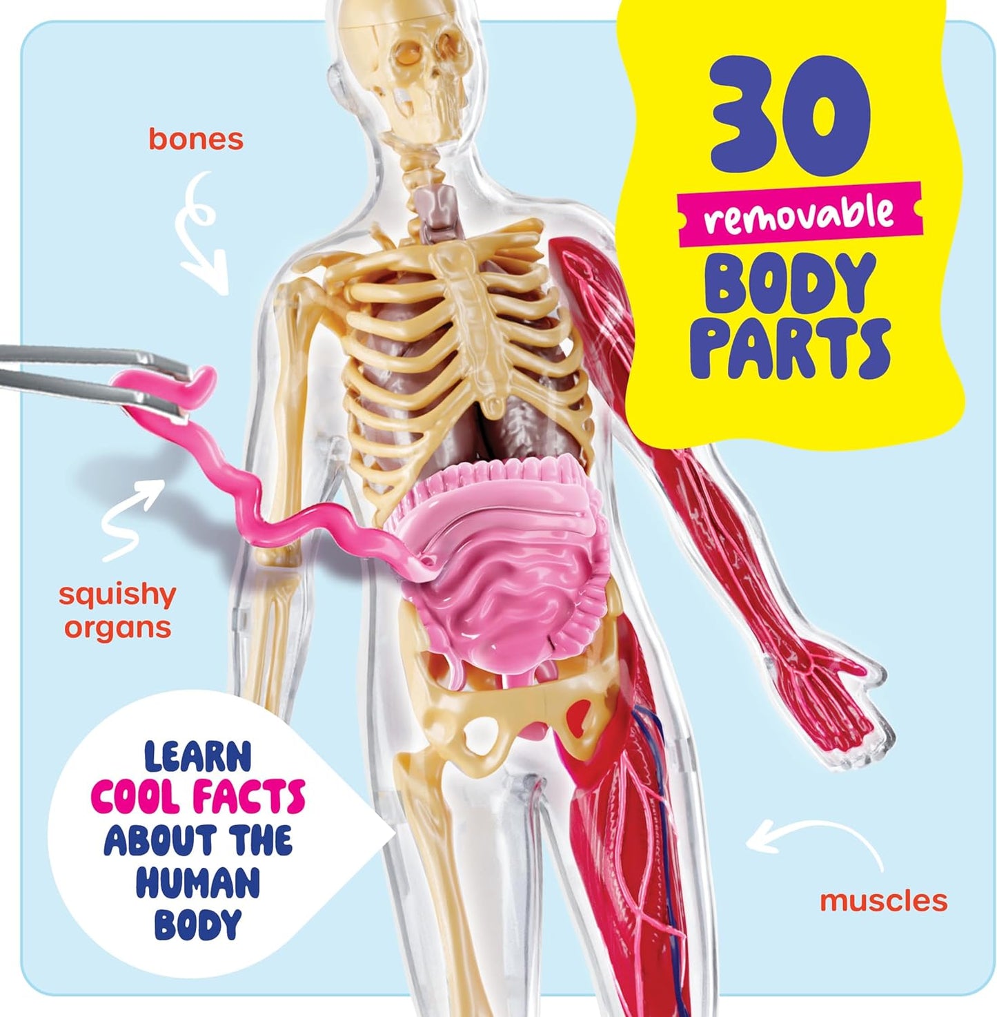 Dan&Darci Human Anatomy Squishy Body Model - Science Kits for Kids Ages 4-8 - STEM Toys for 4 5 6 7 8 Year Old Boy Birthday Gift - Learning Educational Toys for Ages 5-7 Boys Gifts - Skeleton Parts