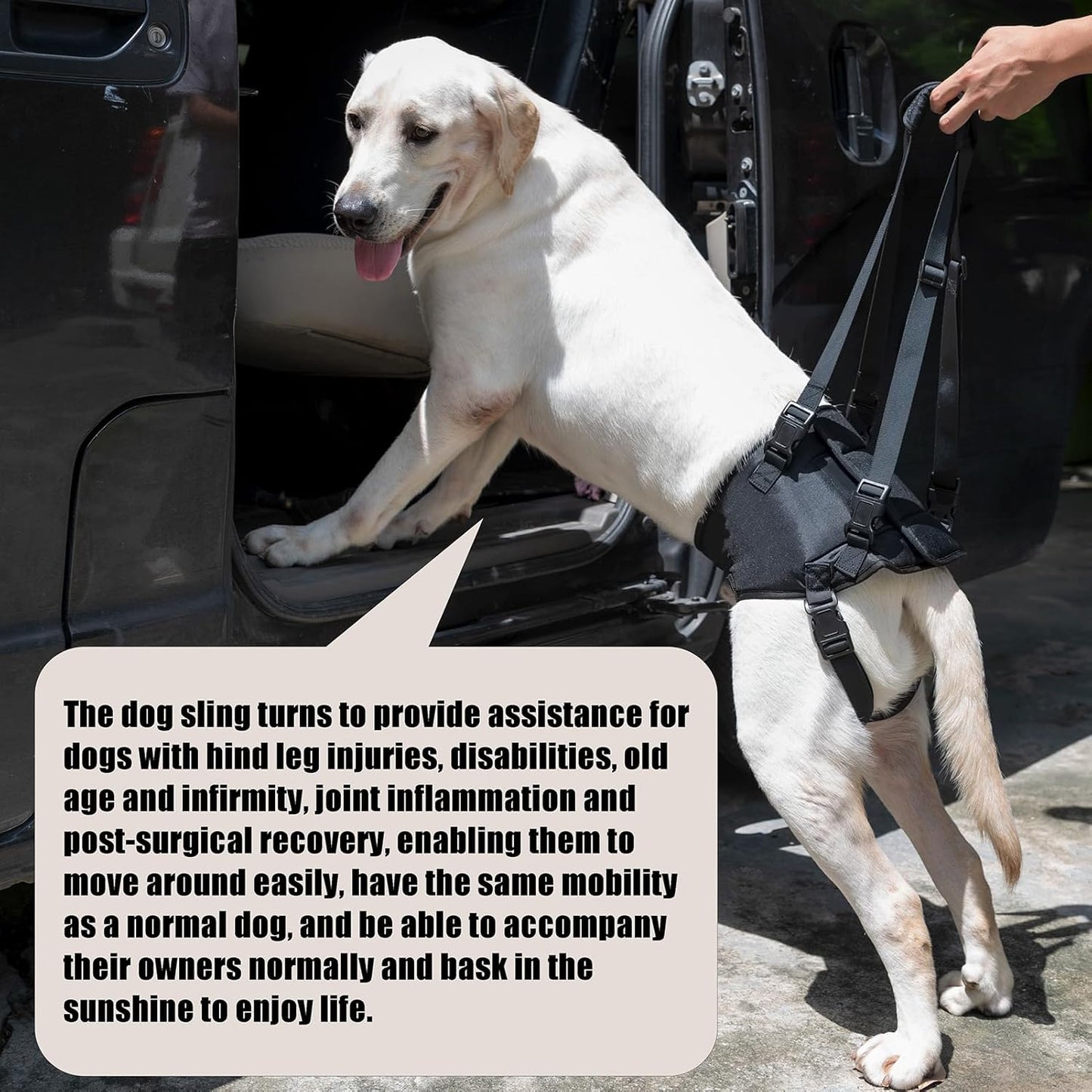 Dog Lift Harness, Dog Sling for Large Dogs Hind Leg Support, Adjustable Soft Padded Rehab Harness for Weak Rear Legs Elderly Injured Disabled Arthritic Dogs