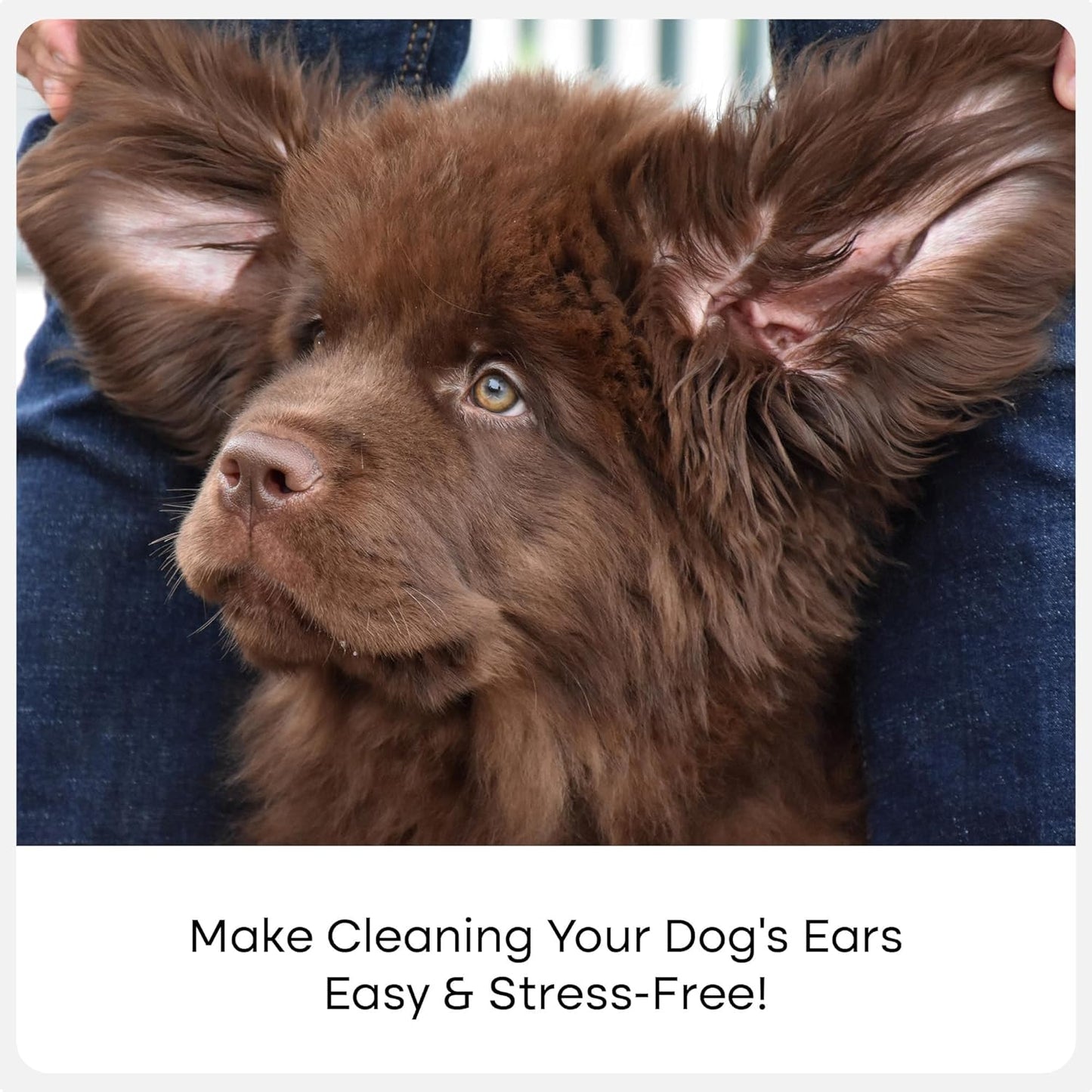 Uproot Clean Cat & Dog Ear Cleaner Finger Wipes (50ct.): Disposable Dog Ear Wipes Enriched with Shea Butter & Jojoba Oil - Cleaner Removing Wax Build Up, Help with Odor Discomfort