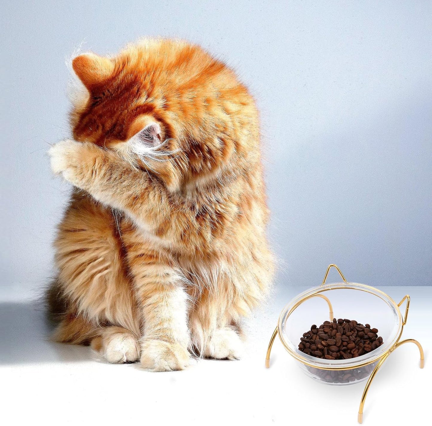 FAVOMOTO Raised Cat Food Bowl and Water Feeder Set with Neck Protection, Slant Design, Single Iron Frame and Bowl for Kitten Feeding