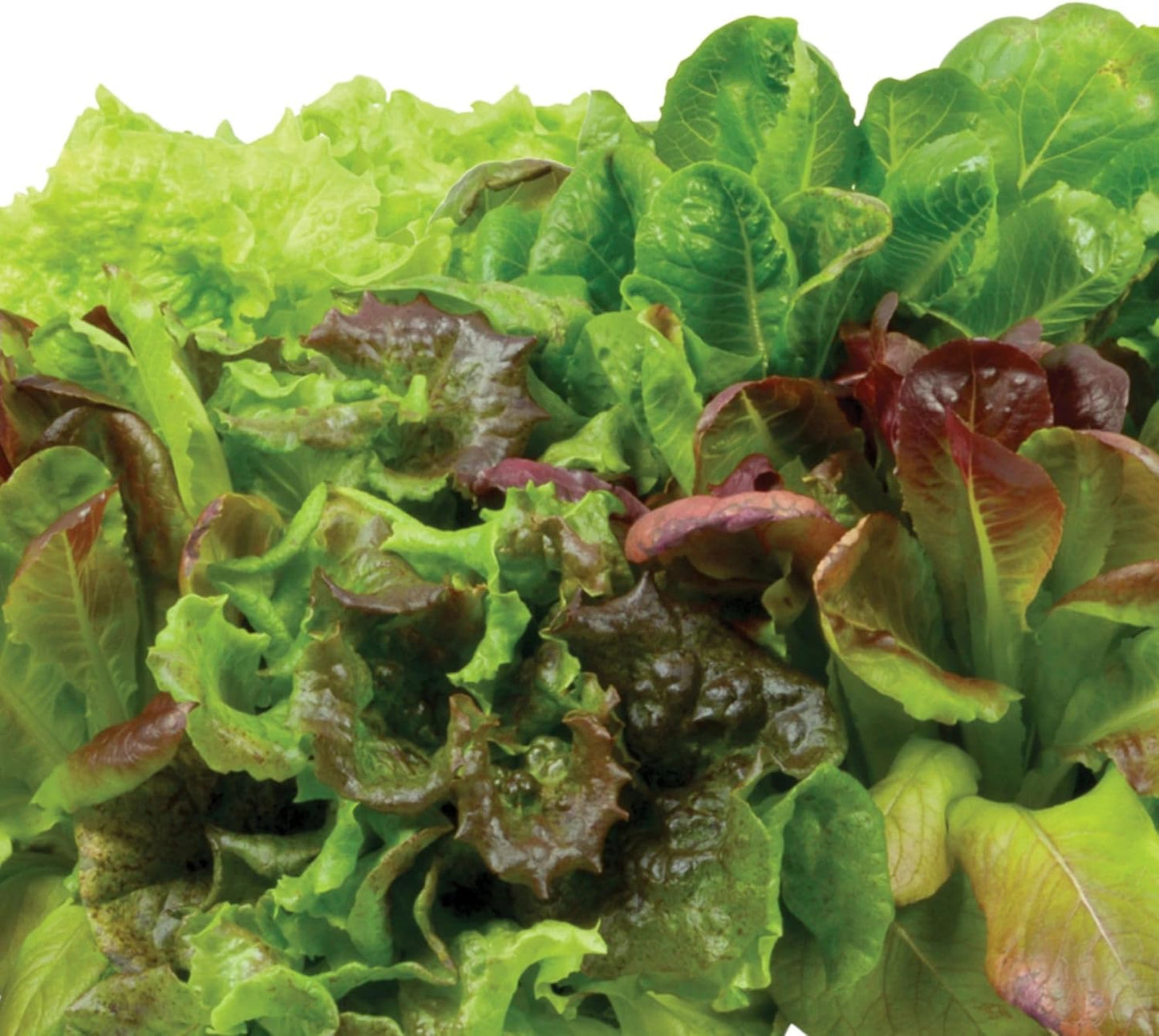 AeroGarden Heirloom Salad Greens Mix Seed pod Kit - Salad Kit for AeroGarden Indoor Garden, 3-Pod