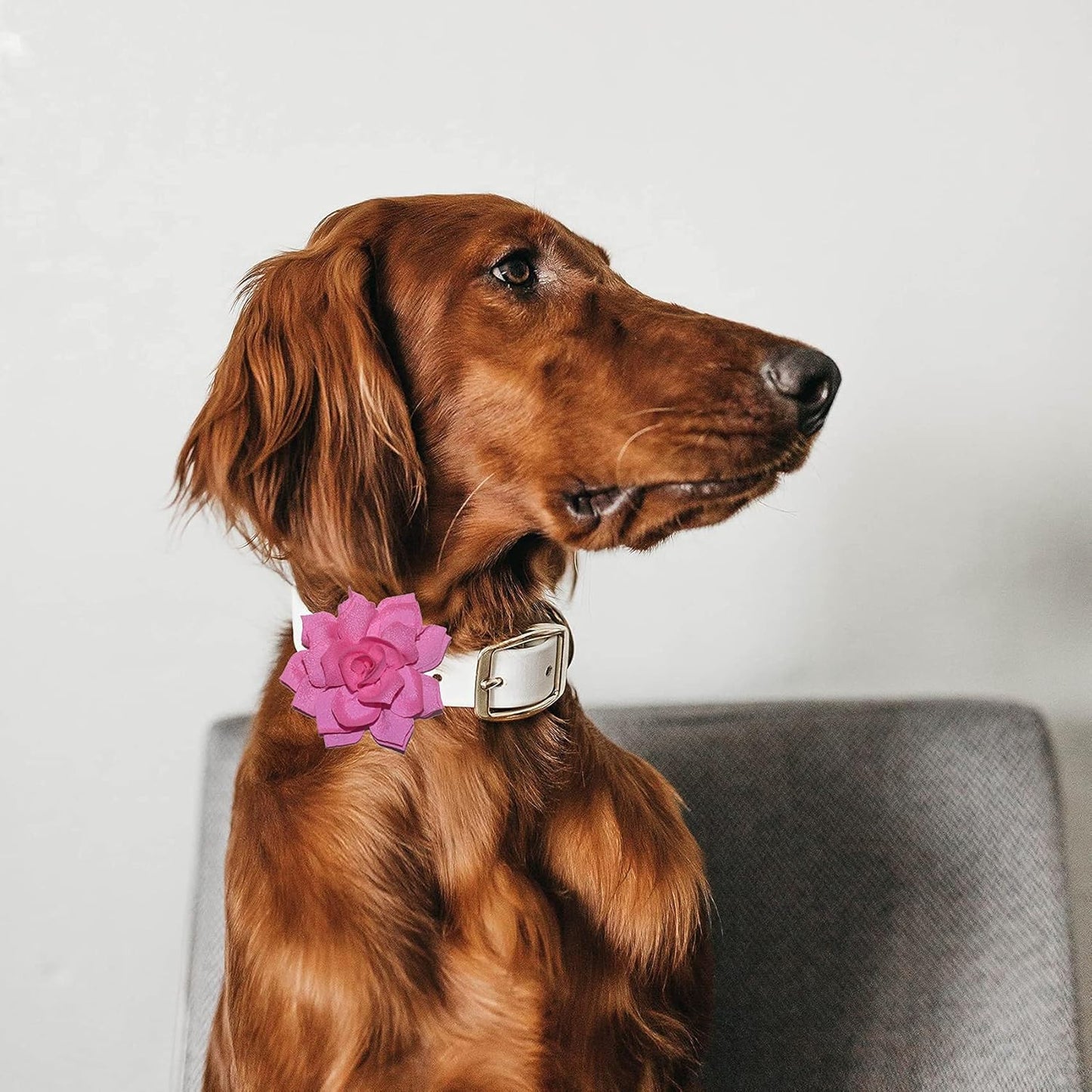 Dog Collar Flowers Attachement Cat Bow Tie Flora Accessories Set-Girl or Boy Pet Grooming OD 8cm 4pcs