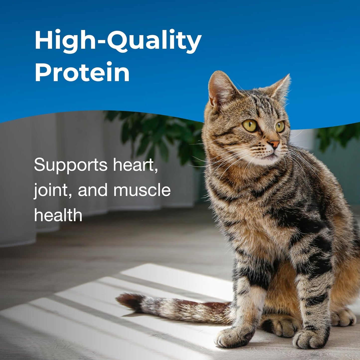 PetAg KMR Healthy Aging - 14 oz - Supports a Healthy Heart & Muscles with Protein for Adult/Senior Cats 7+ - Easy to Use