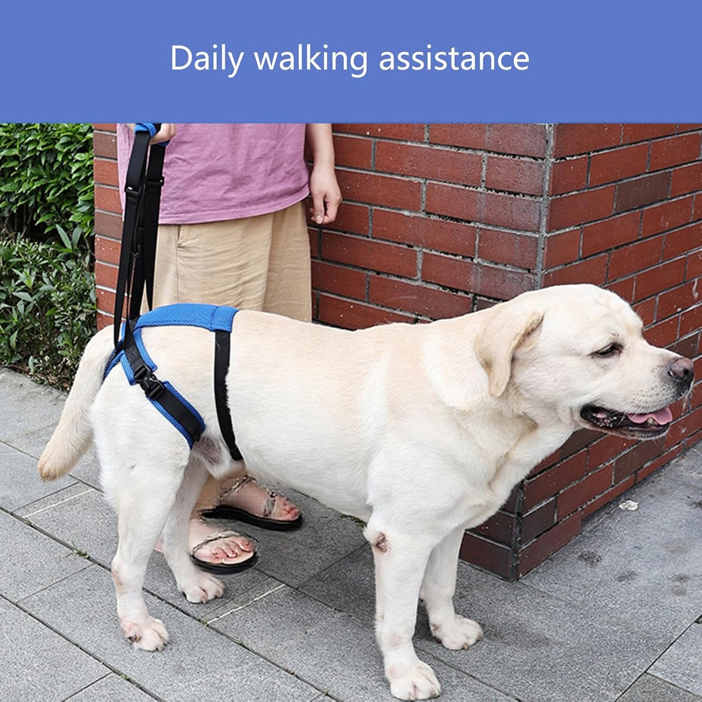 Pet Rear Leg Assistance Strap with Upgraded Design Adjustable Belt for Joint Pressure Relief and Easy Movements Adjustable Dog Rear Harness Dog Assist Harness