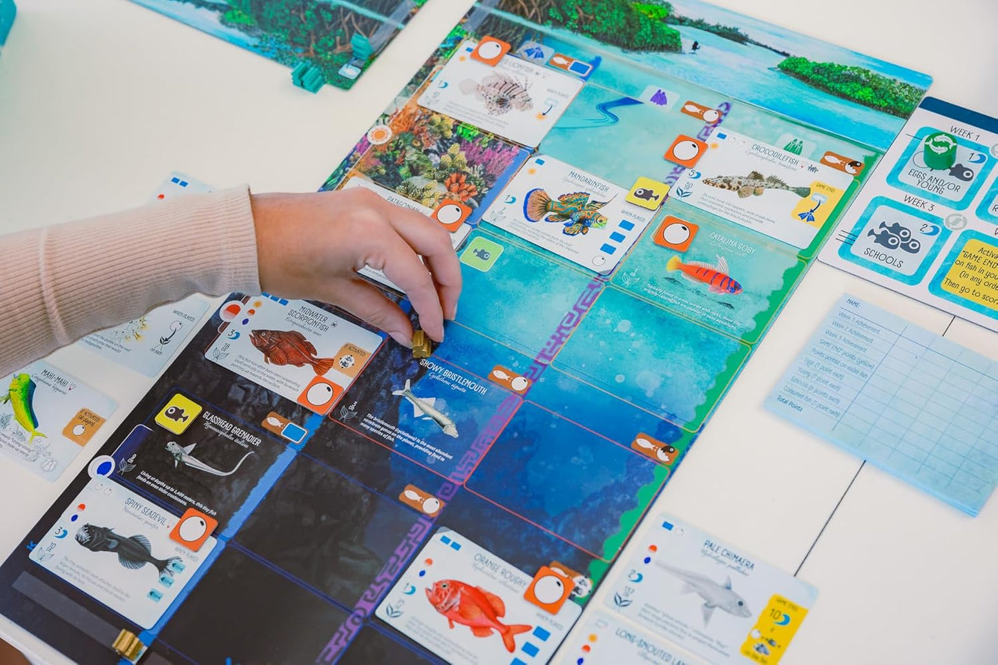 Stonemaier Games: Finspan - A Wingspan Game by David Gordon & Michael O’Connell | A Relaxing Strategy Board Game About Collecting Fish and Ocean Diving for Adults and Family | 1-5 Players, 60 Mins