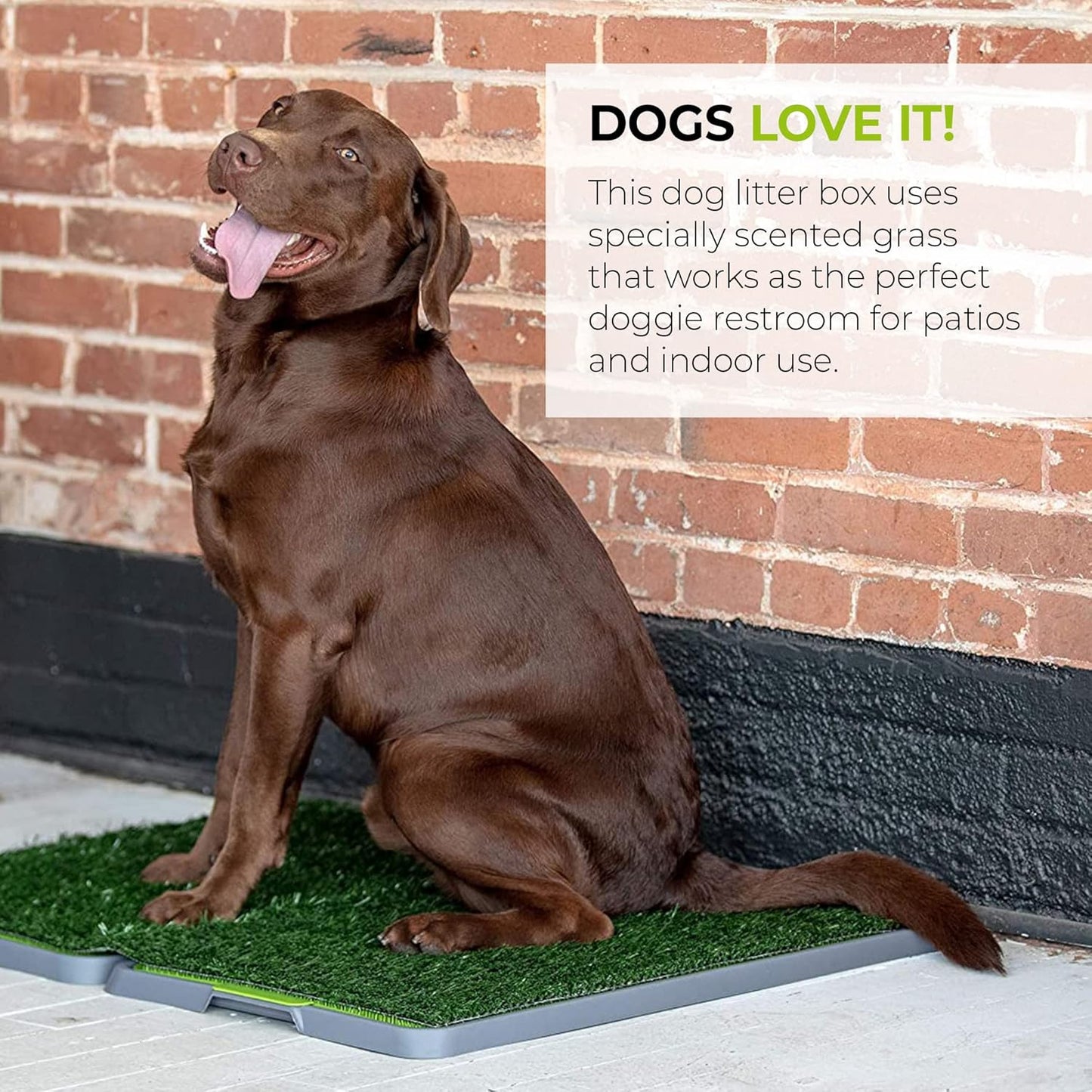 Potty Patch Dog Grass Pad Fake Grass for Dogs to Pee on, Indoor Dog Potty for Dogs Over 15lbs, Grass Pee Pads for Dogs with Tray, Replaces Disposable Puppy Pads (Large), Green, Large: 34" x 27"
