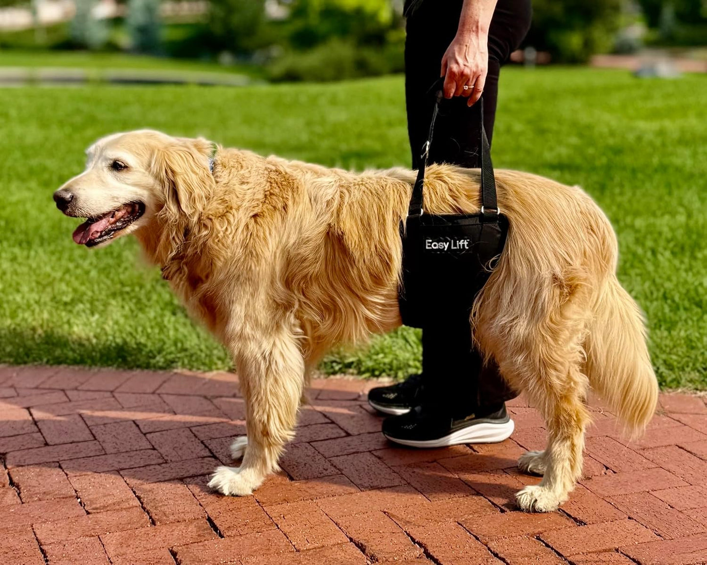 Easy Lift Dog Support Sling, Rear Hind Leg Harness for Injured & Senior Dogs, or Surgery Recovery & Rehabilitation, Padded for Comfort, Ergonomic Design, Machine Wash & Dry (Large/Extra Large)