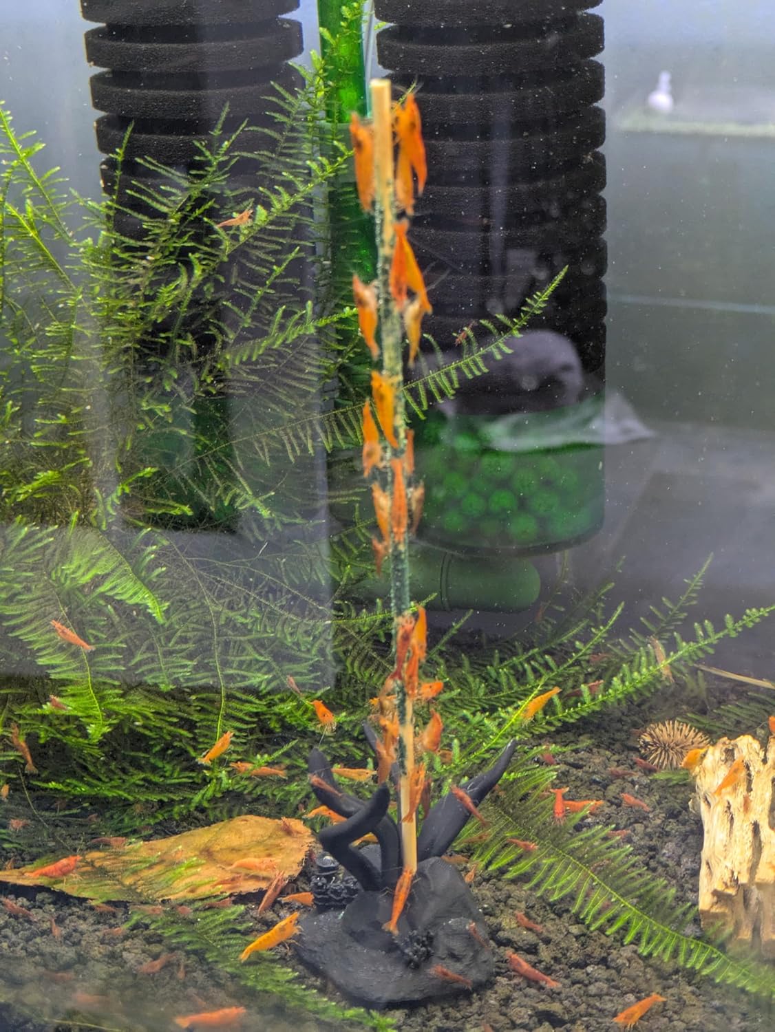 Shrimp Stix by ShrimpEnvy - Aquarium Lollies Food for Fish Snail Crab Invertebrates (Shrimp Stix (10pcs x 8 inches))