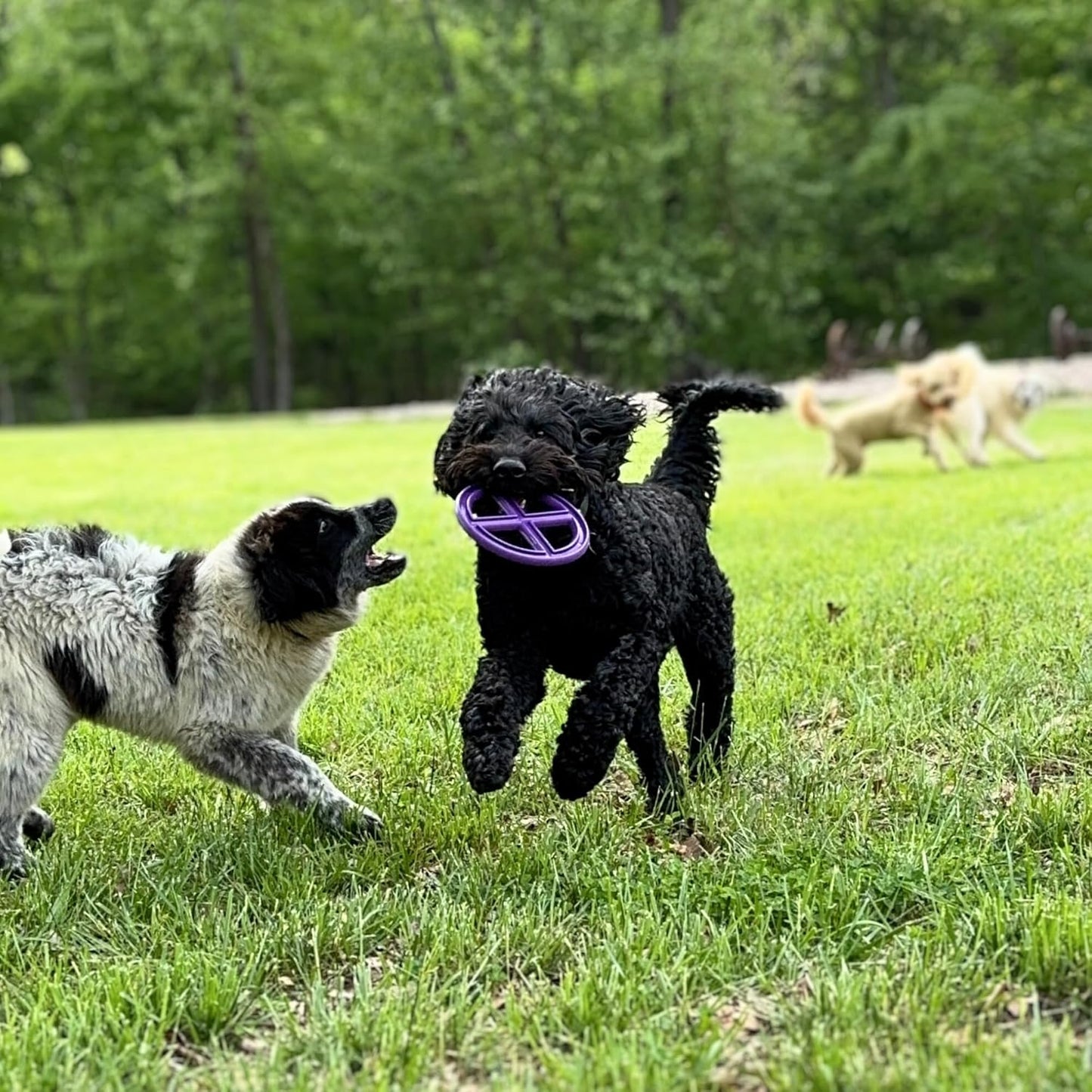 MUT Flex Flying Disc - Durable & Flexible Floating Dog Toy for Fetch, Tug, Treat Filling, FDA Compliant TPE, Made in USA, Medium/Large Dogs, Purple
