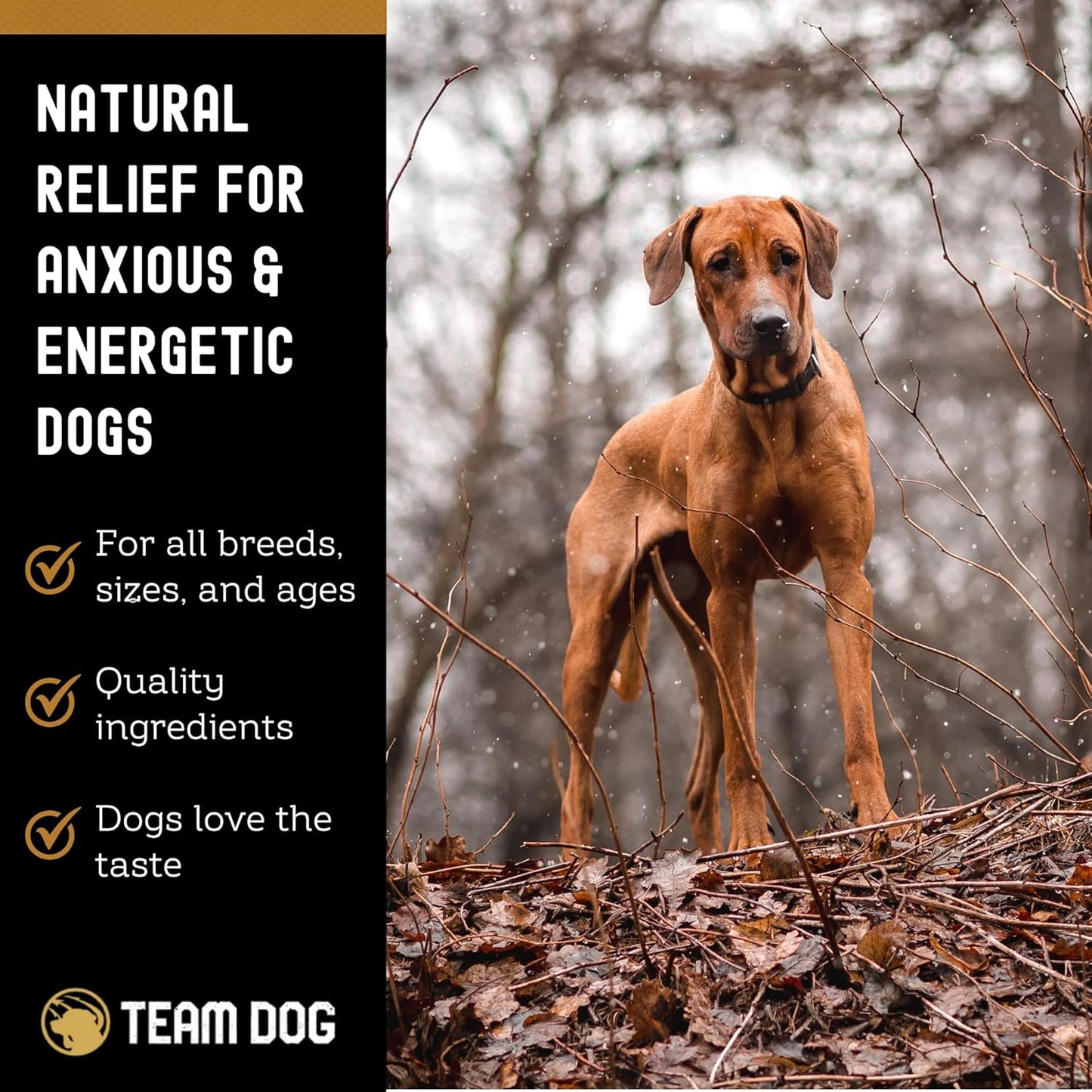 TEAM DOG Calming Chews - Anxiety Relief Treats | Natural Calming Bites with Melatonin, Chamomile, Valerian & Passion Flower | 120 Soft Chews for Large & Small Dogs | Delicious Peanut Butter Flavor