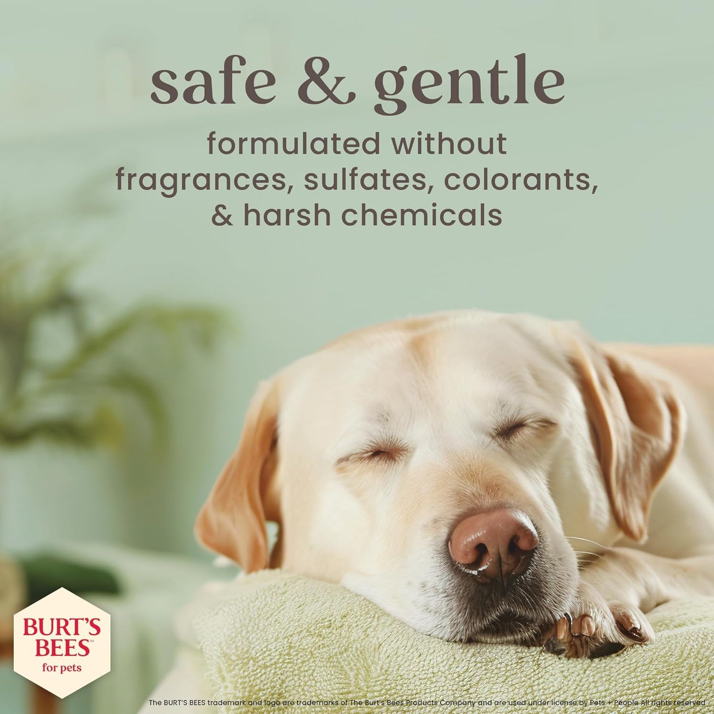 Burt’s Bees for Pets Paw & Nose Lotion for Dogs with Manuka Honey and Olive Oil, Soothes Dry Dog Paws -Naturally Derived Ingredients, 6 Oz