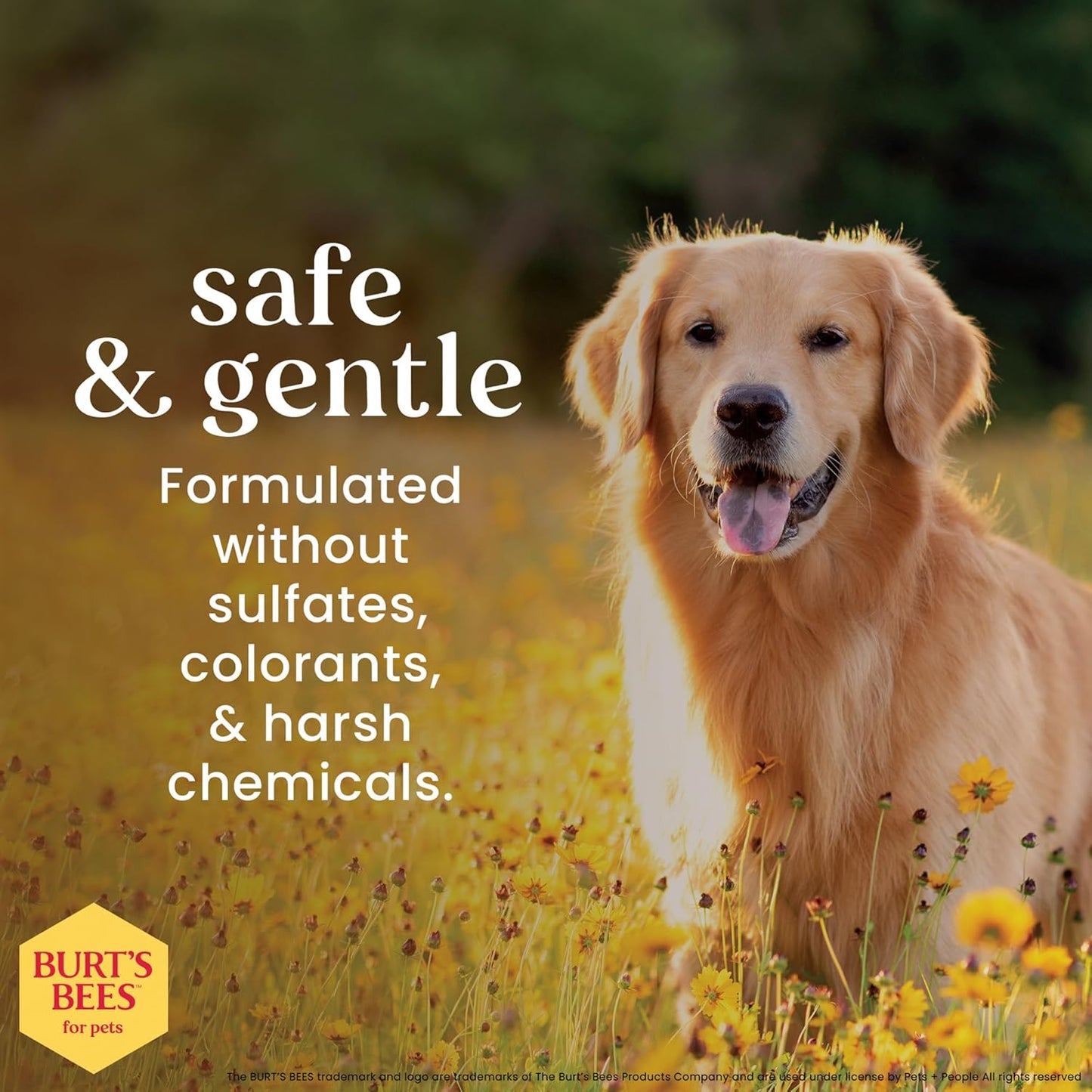 Burt's Bees for Pets Waterless Shampoo Spray for Dogs, Apple & Honey, No-Rinse Dry Dog Shampoo for All Dogs and Puppies, pH Balanced, No Sulfates, Parabens, Phthalates, 10 Fl Oz