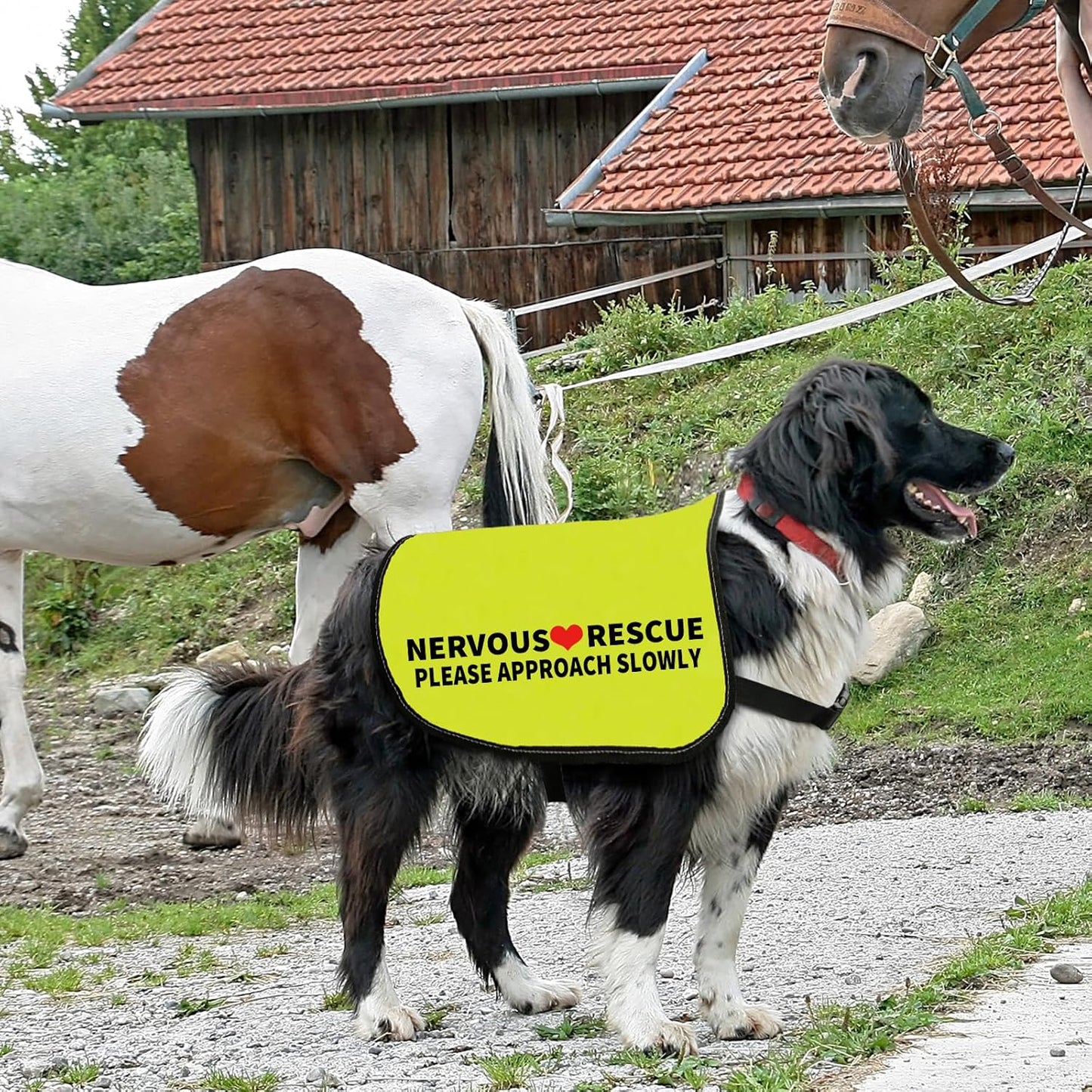 Zuo Bao Rescue Dog Jacket Vest - Yellow, Large - Dog Behavior Slogan Vest - Approach Slowly - Composite Cloth - Water Resistant - Striped - Adult, Large Breeds