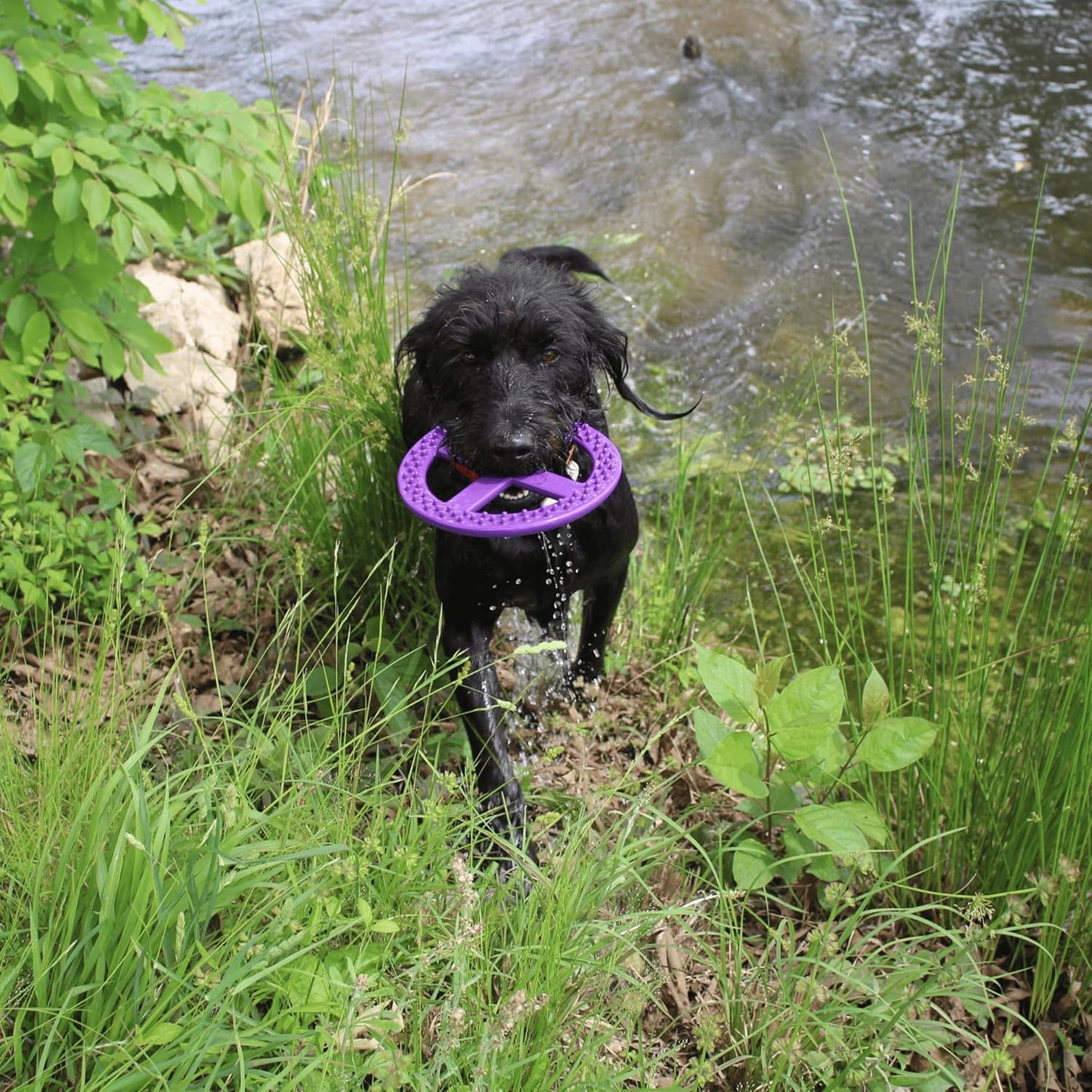 MUT Flex Flying Disc - Durable & Flexible Floating Dog Toy for Fetch, Tug, Treat Filling, FDA Compliant TPE, Made in USA, Medium/Large Dogs, Purple