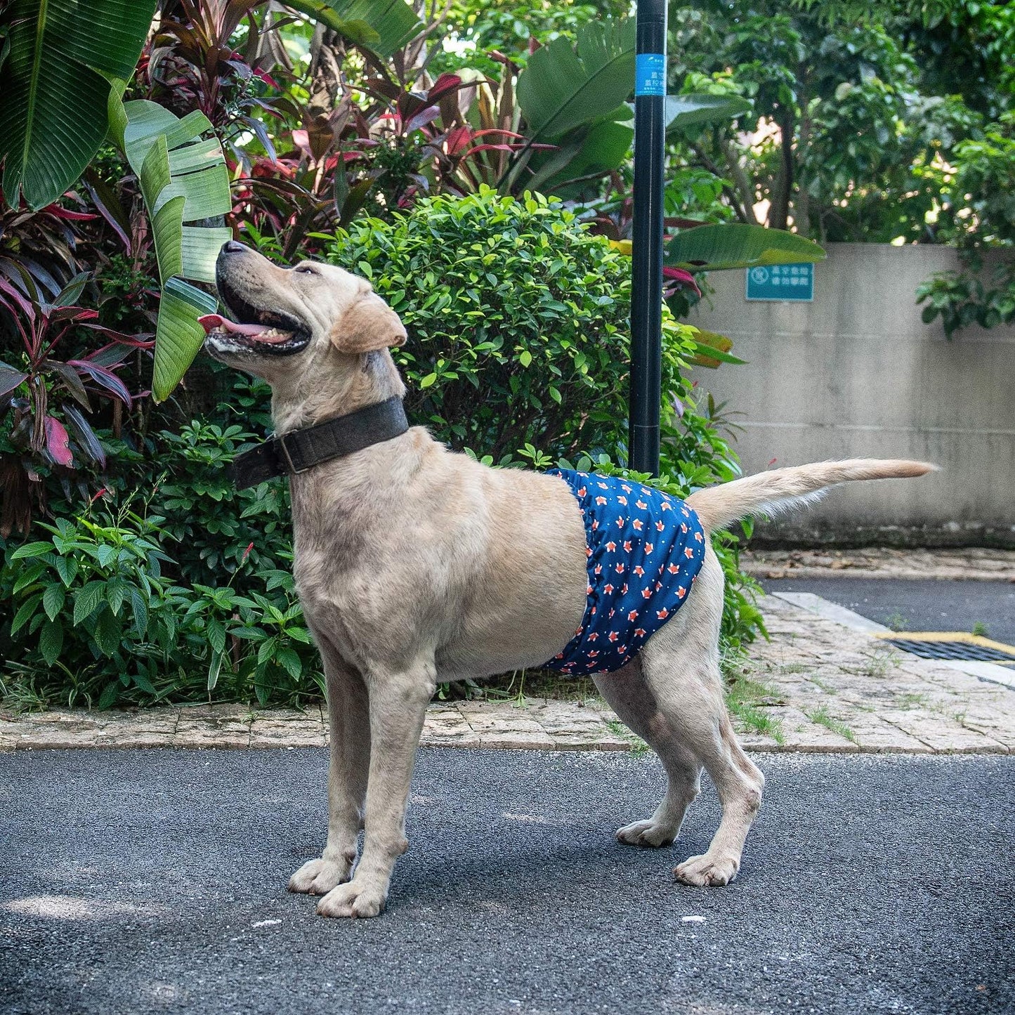 CuteBone Belly Wrap Male Dog Washable Puppy Diapers Reusable Doggie Diapers Small 3pcs a Pack DM02S