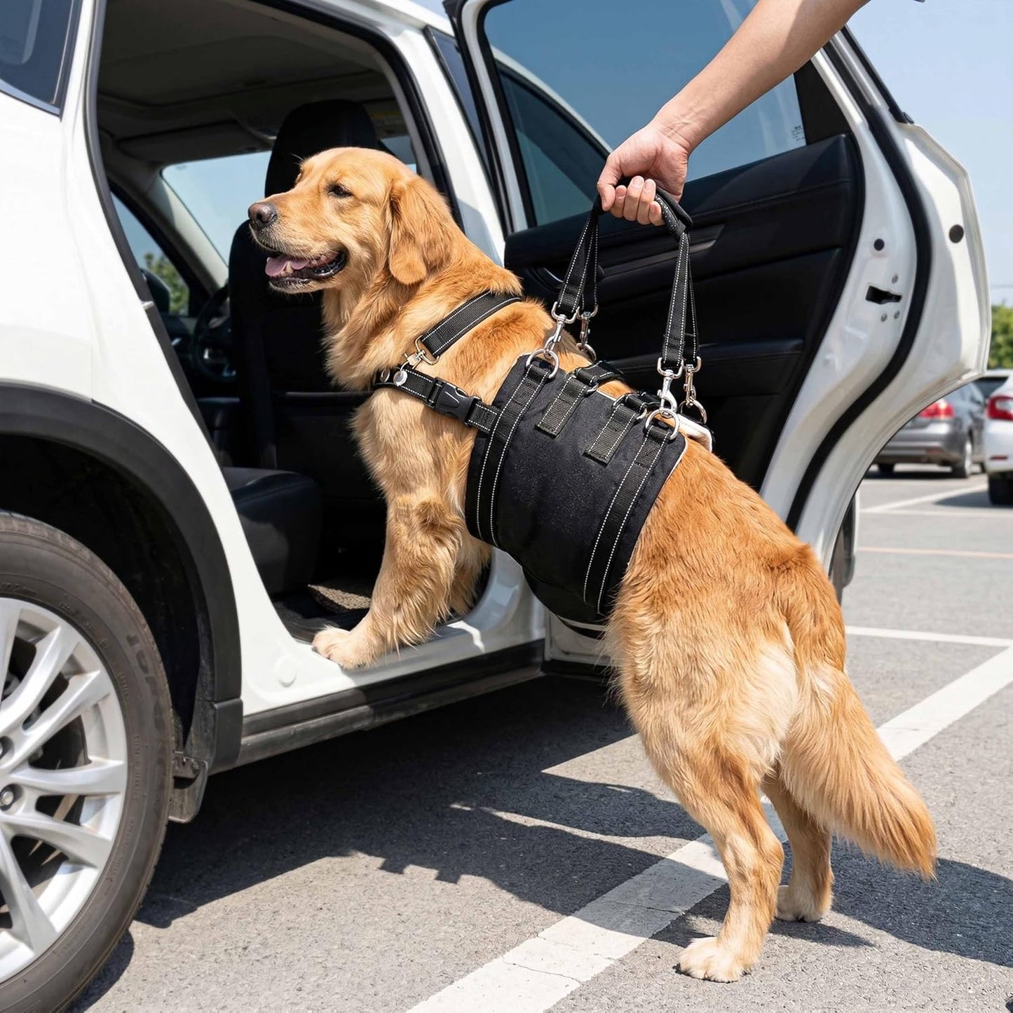 CWV Female Dog Sling for Back Legs, Dog Lift Harness, Magic Tape Dog Sling for Large Dogs Hind Leg Support, Medium, Female
