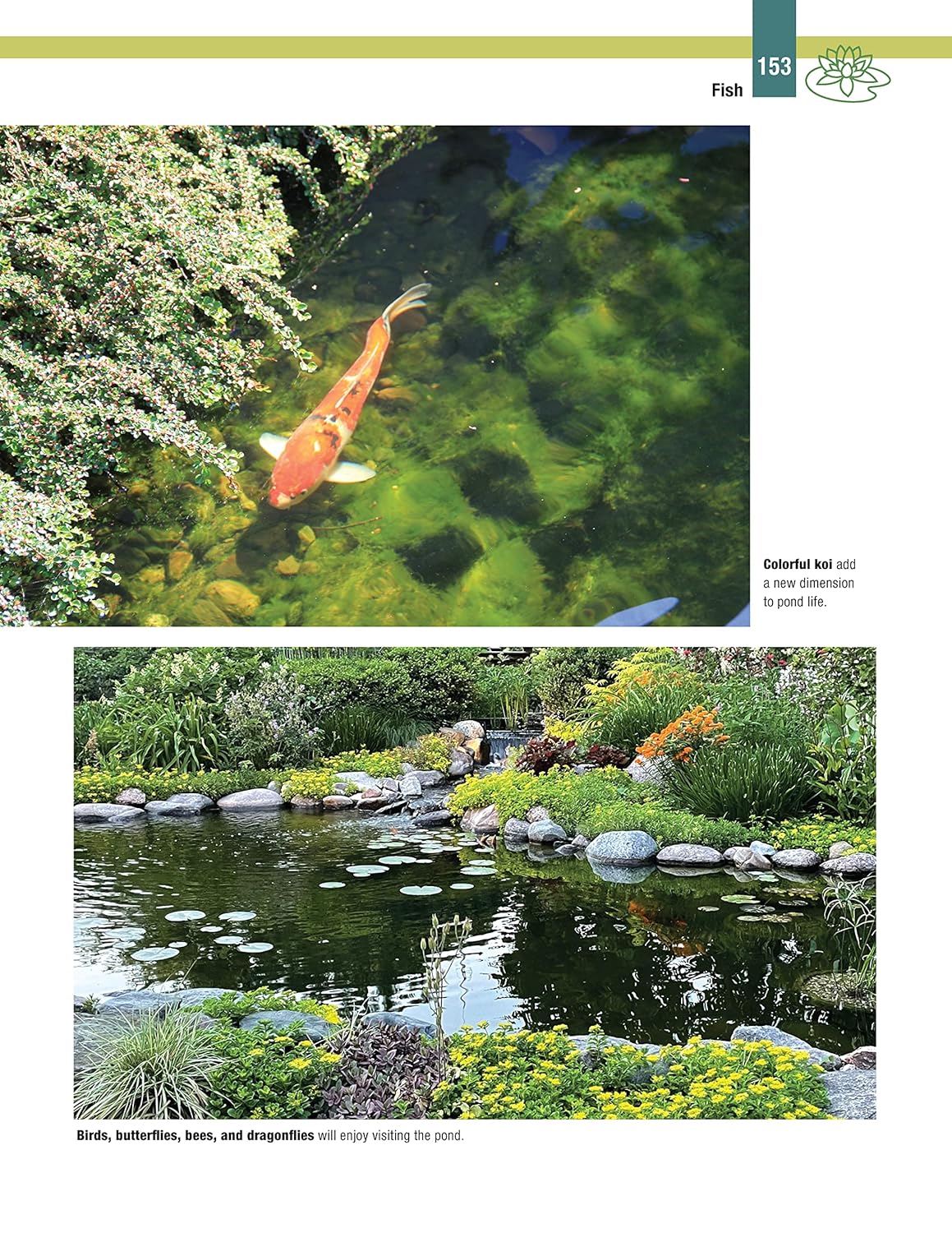 DIY Guide to Ponds, Fountains, Rain Gardens & Water Features, Revised Edition: Designing, Constructing, Planting (Creative Homeowner) Landscaping with Aquatic Plants, Fish, Wooden Bridges, and More