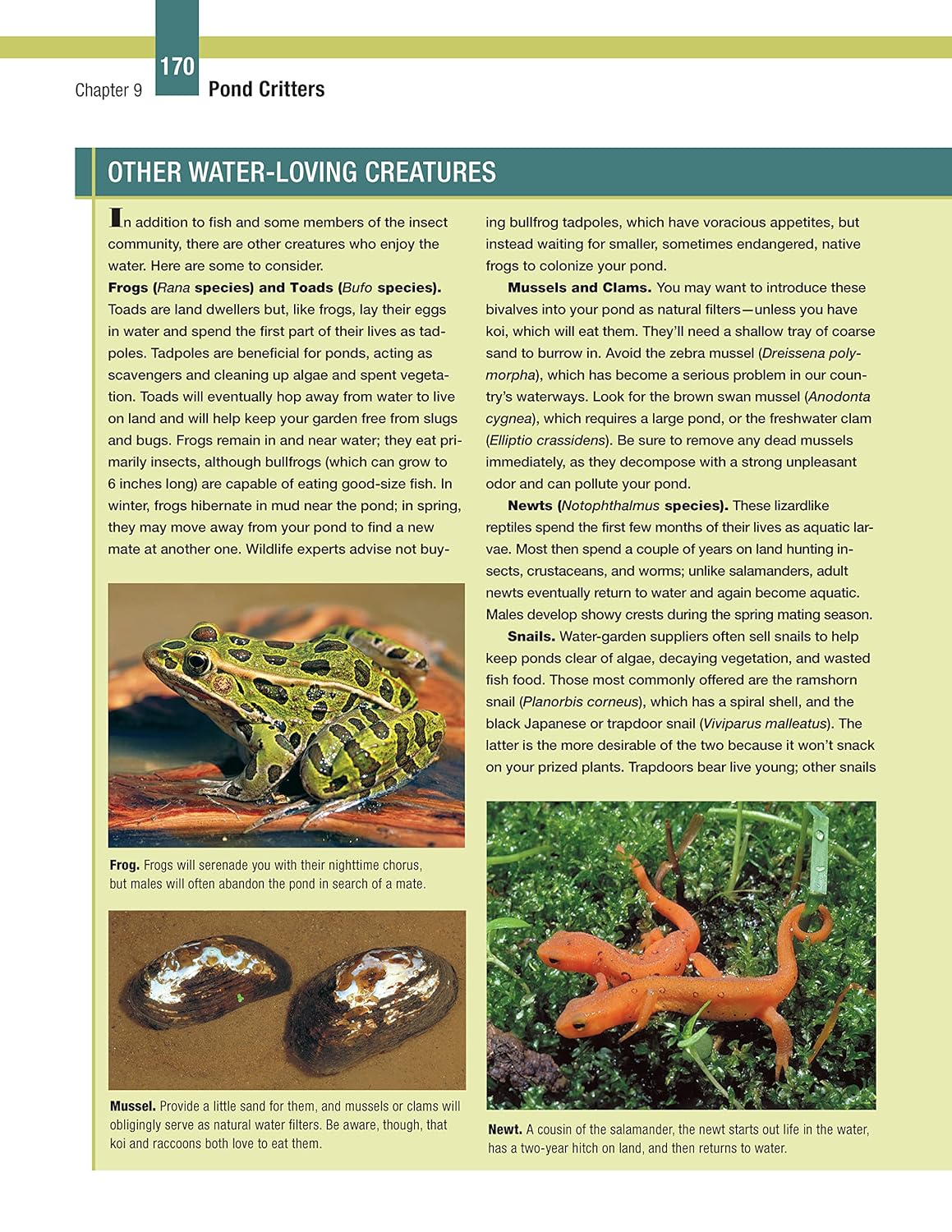 DIY Guide to Ponds, Fountains, Rain Gardens & Water Features, Revised Edition: Designing, Constructing, Planting (Creative Homeowner) Landscaping with Aquatic Plants, Fish, Wooden Bridges, and More