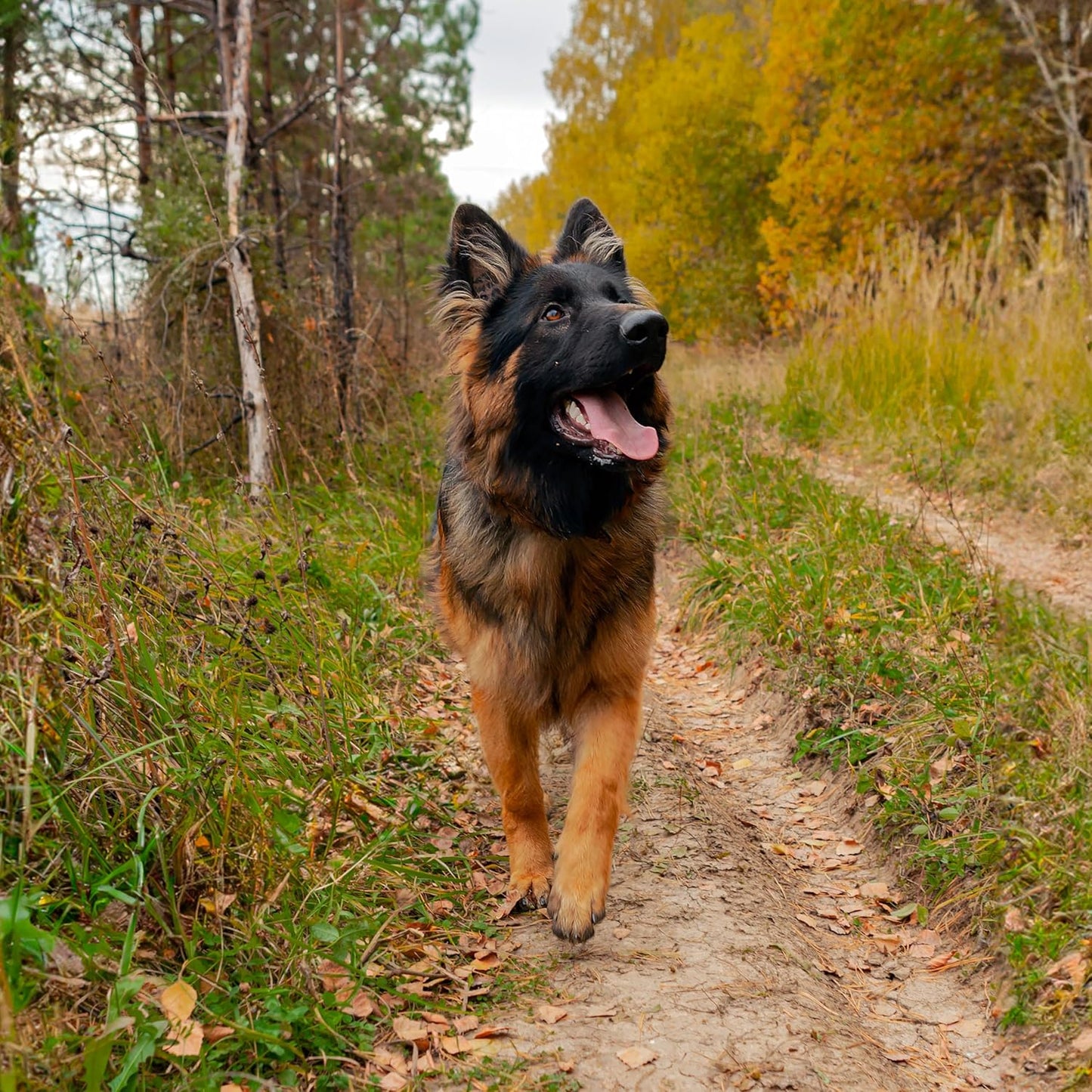 Dog Paw Trail Wax 2oz - Use Before Taking Dogs on a Hike - Balm Helps Protect Against Rocks, Uneven Terrain, Thorns, Glass - Moisturizes and Improves Elasticity - Lick-Safe - Made in USA