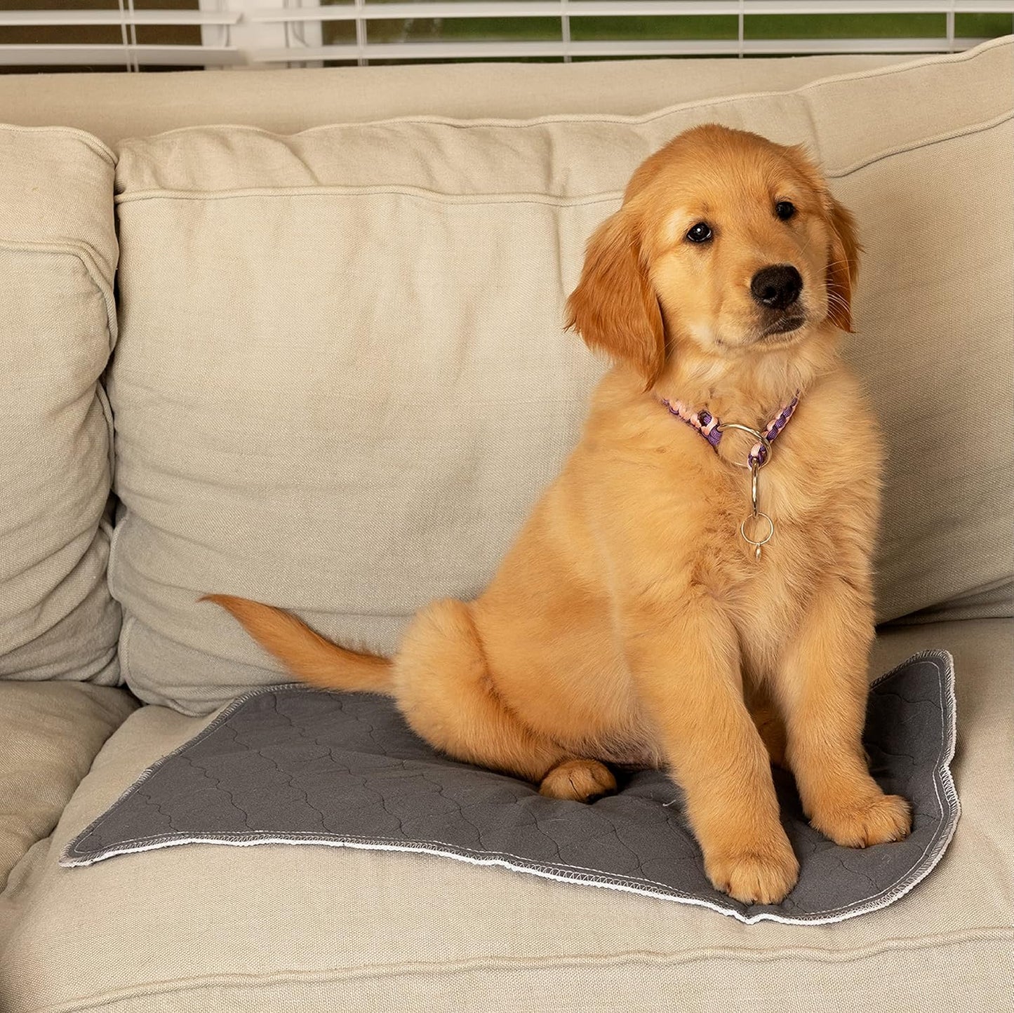 Washable Pee Pads for Dogs - Multifunctional Non Slip Whelping Pads Washable and Waterproof - Our Super Absorbent, Reusable Puppy Pads Include a Convenient Travel Pad - 35.5 x 31.5 Inches