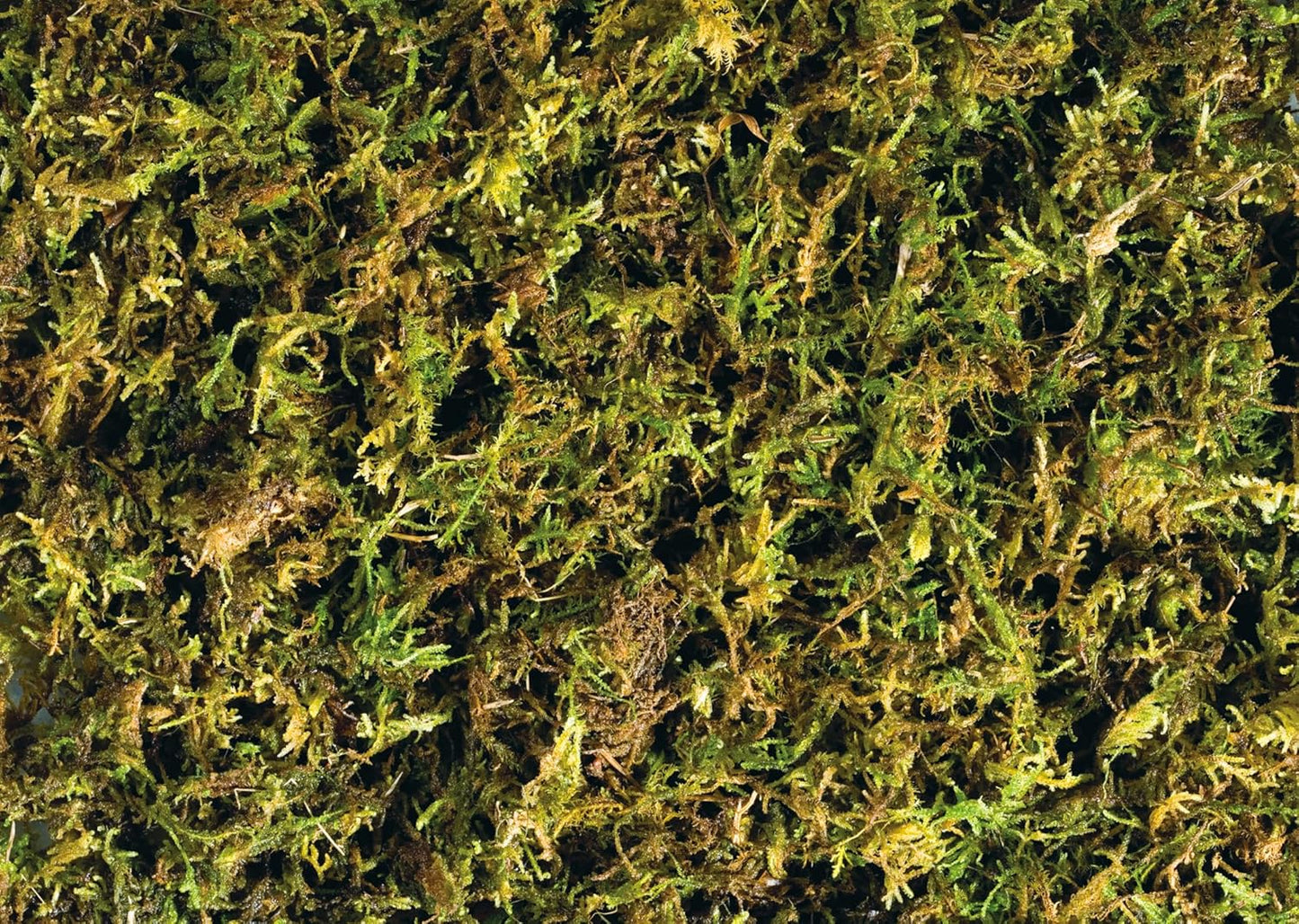 Exo Terra Forest Plume Moss, 7 Quarts, 2-Pack