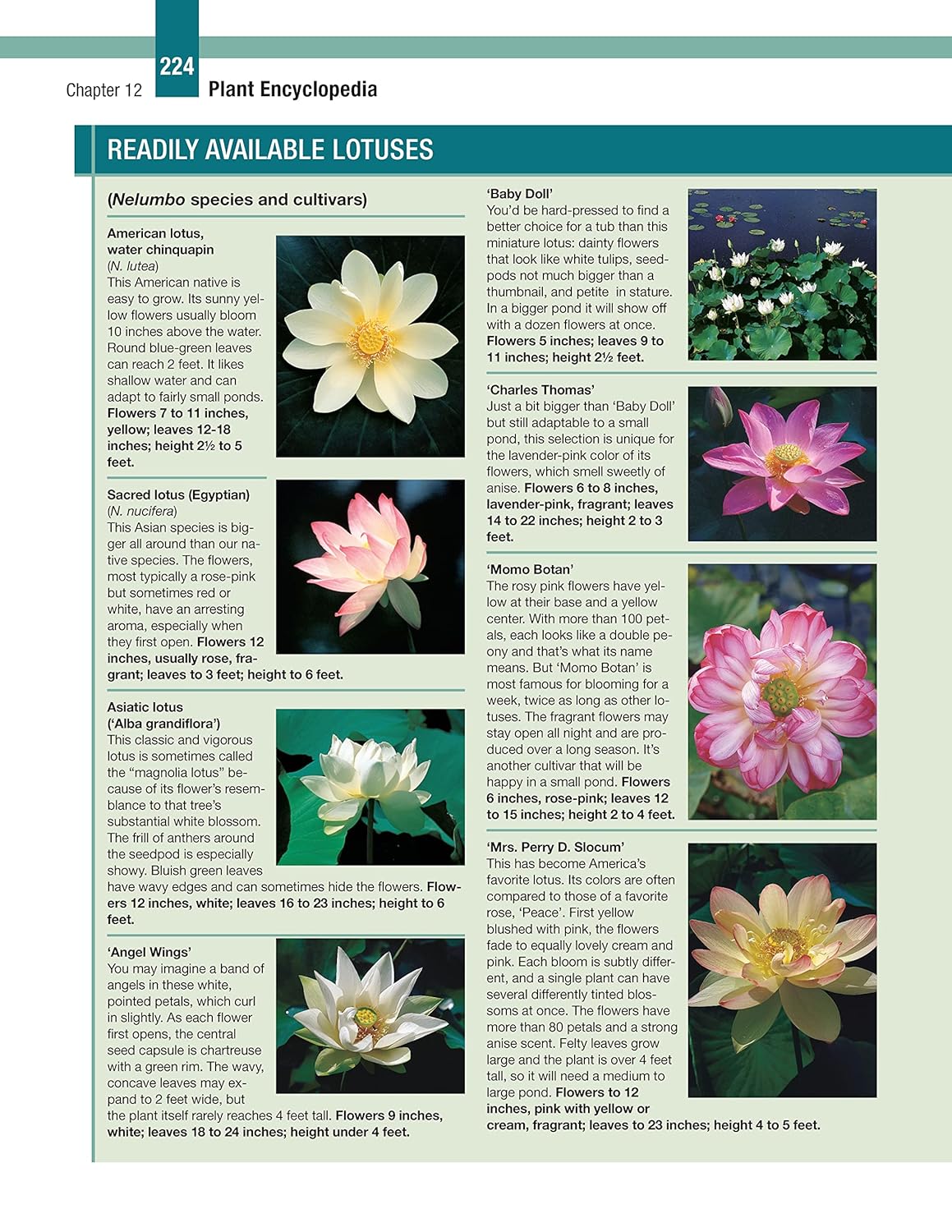 DIY Guide to Ponds, Fountains, Rain Gardens & Water Features, Revised Edition: Designing, Constructing, Planting (Creative Homeowner) Landscaping with Aquatic Plants, Fish, Wooden Bridges, and More