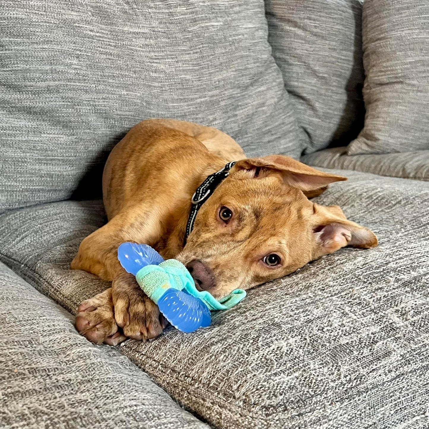 Nylabone Freezer Bone Puppy Chew Toy, Soothing Teething Toys for Puppies, Rubber & Terry Cloth, Peanut Butter Flavor, Small Dogs - Up to 25 lbs., 1 Count