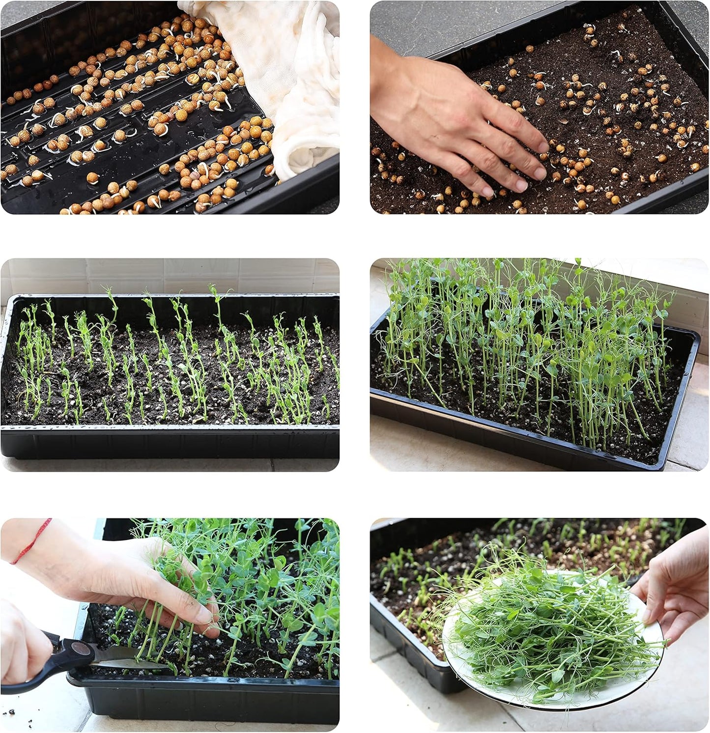 Mr. Pen- Plastic Growing Trays, 5Pack, Black, 17x10, Plant Tray, Seed Tray, Seedling Tray, Propagation Tray, Plant Trays for Seedlings, Planting Trays, Microgreens Growing Trays, Seedling Starter Tray