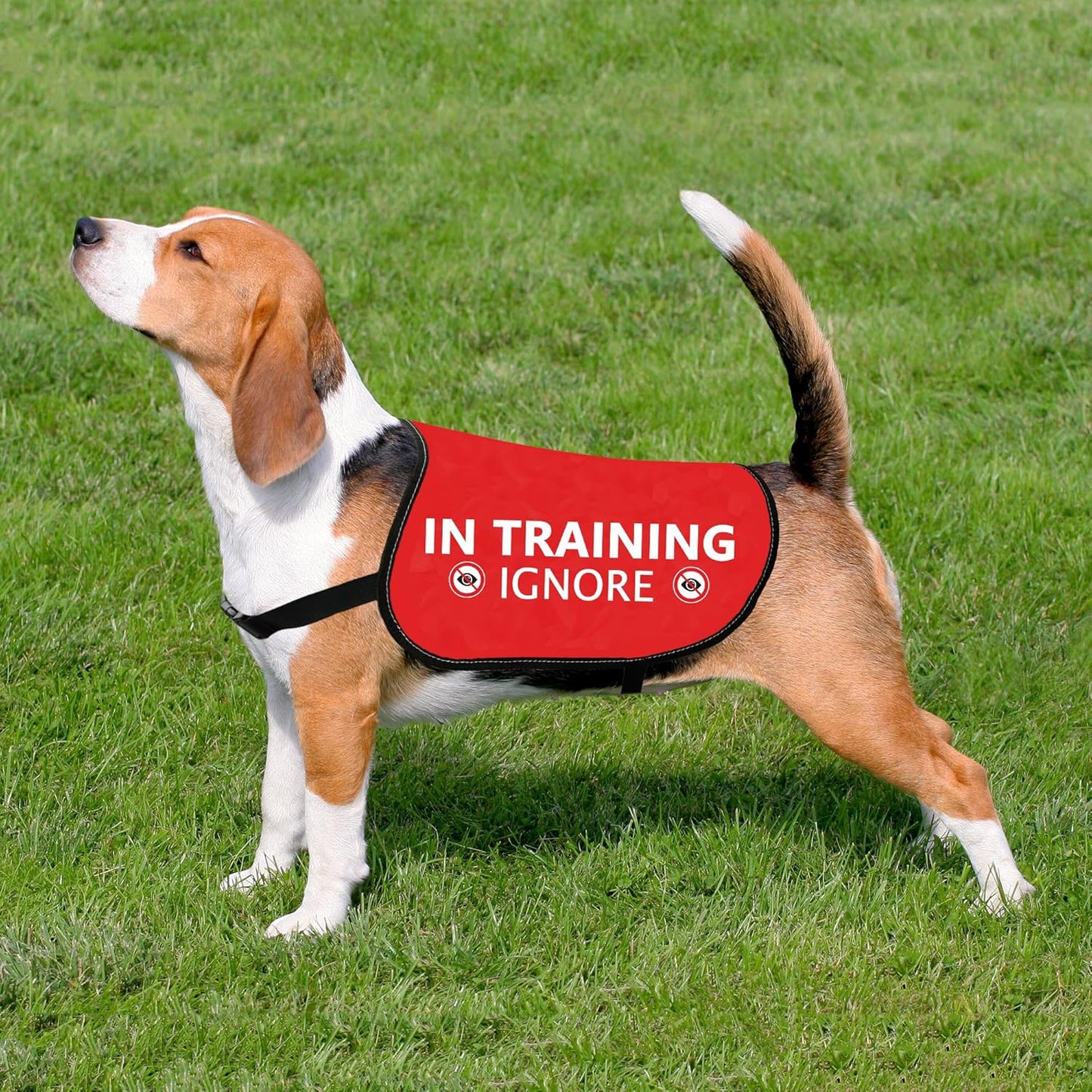 HOLLP Training Jacket - Ignore Dog Warning Vest, Dog Walking Jacket (in Training Ignore-Medium)