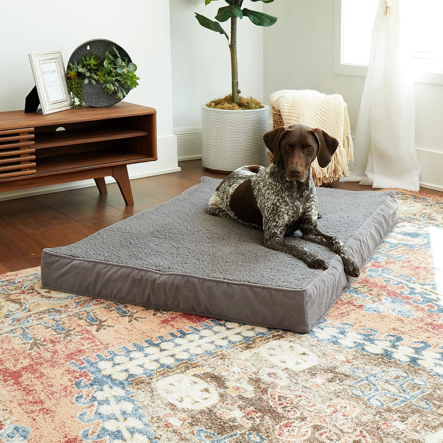 South Pine Porch Ollie Orthopedic Reversible Rectangle Microfiber and Sherpa Foam Dog Bed with Removable, Machine-Washable Cover, Gray, Large (48 in. x 36 in.)