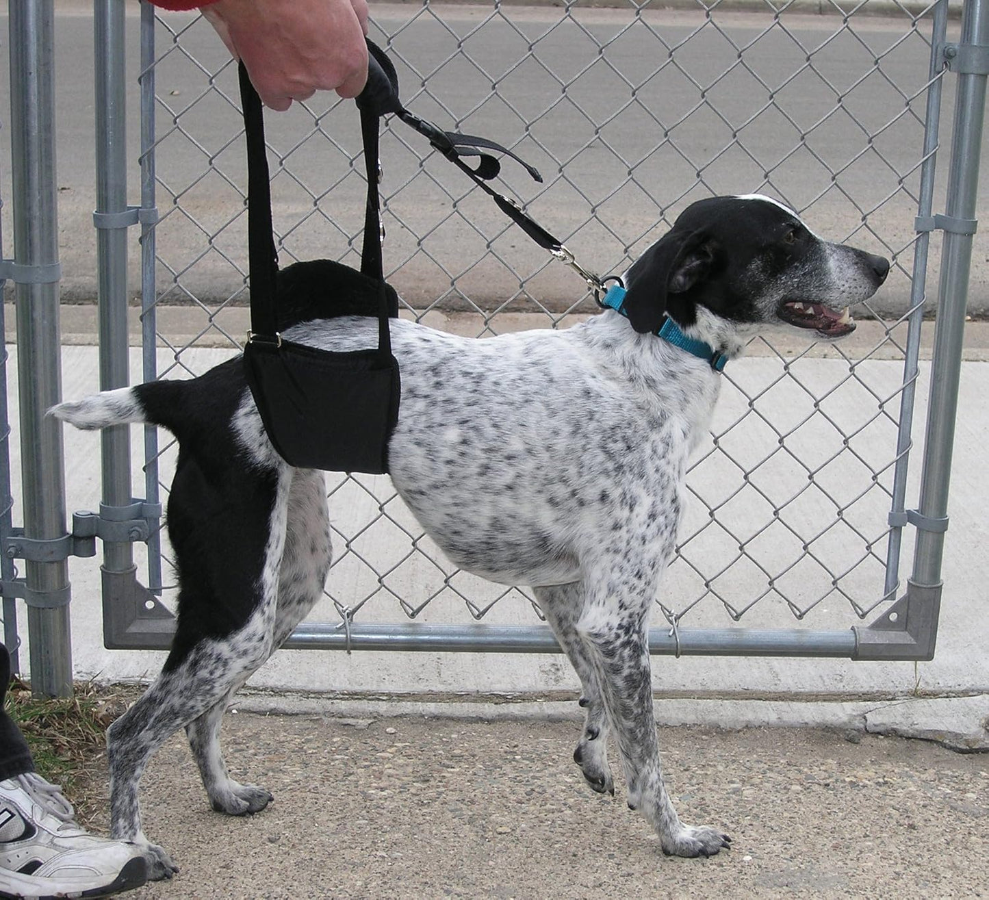 GINGERLEAD Dog Sling Hip Support Harness, SM Male fits Small to Medium Size Pets or Larger Barrel Chested Dogs Like Boxers or Bullies. Male Dachshunds use X-Small Size. Made in U.S.A.