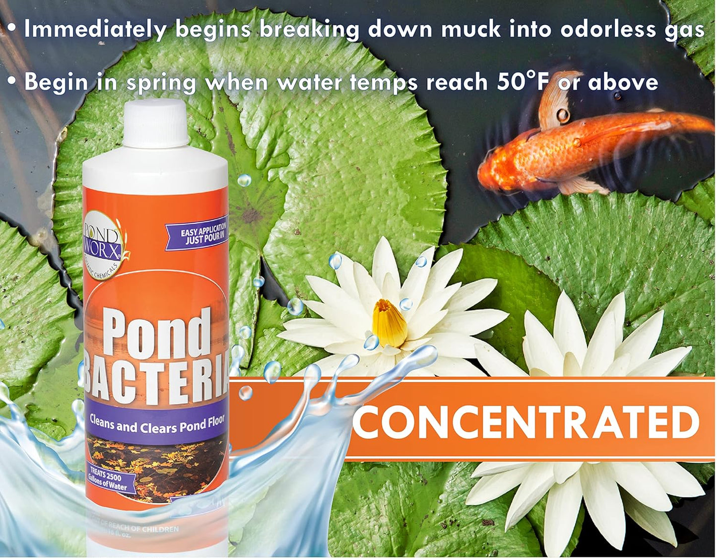 Pondworx Pond Bacteria - Concentrated & Formulated for Water Features - Safe for Koi - 16 Ounces & Treats up to 2,500 gallons of Water