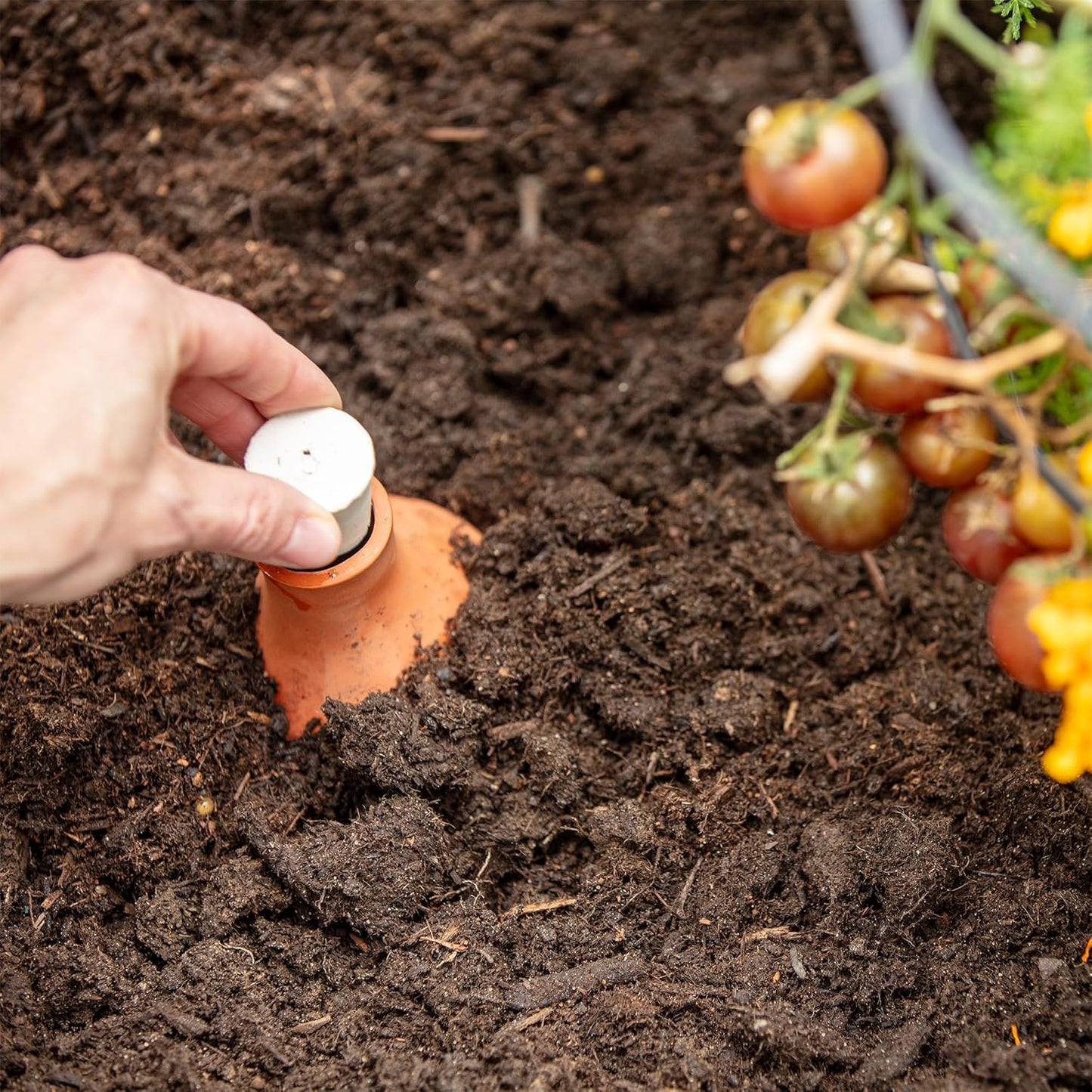 Back to the Roots Self-Watering Terracotta Olla Pot (Pack of 3), 700mL Provides 1 Week of Precision Watering
