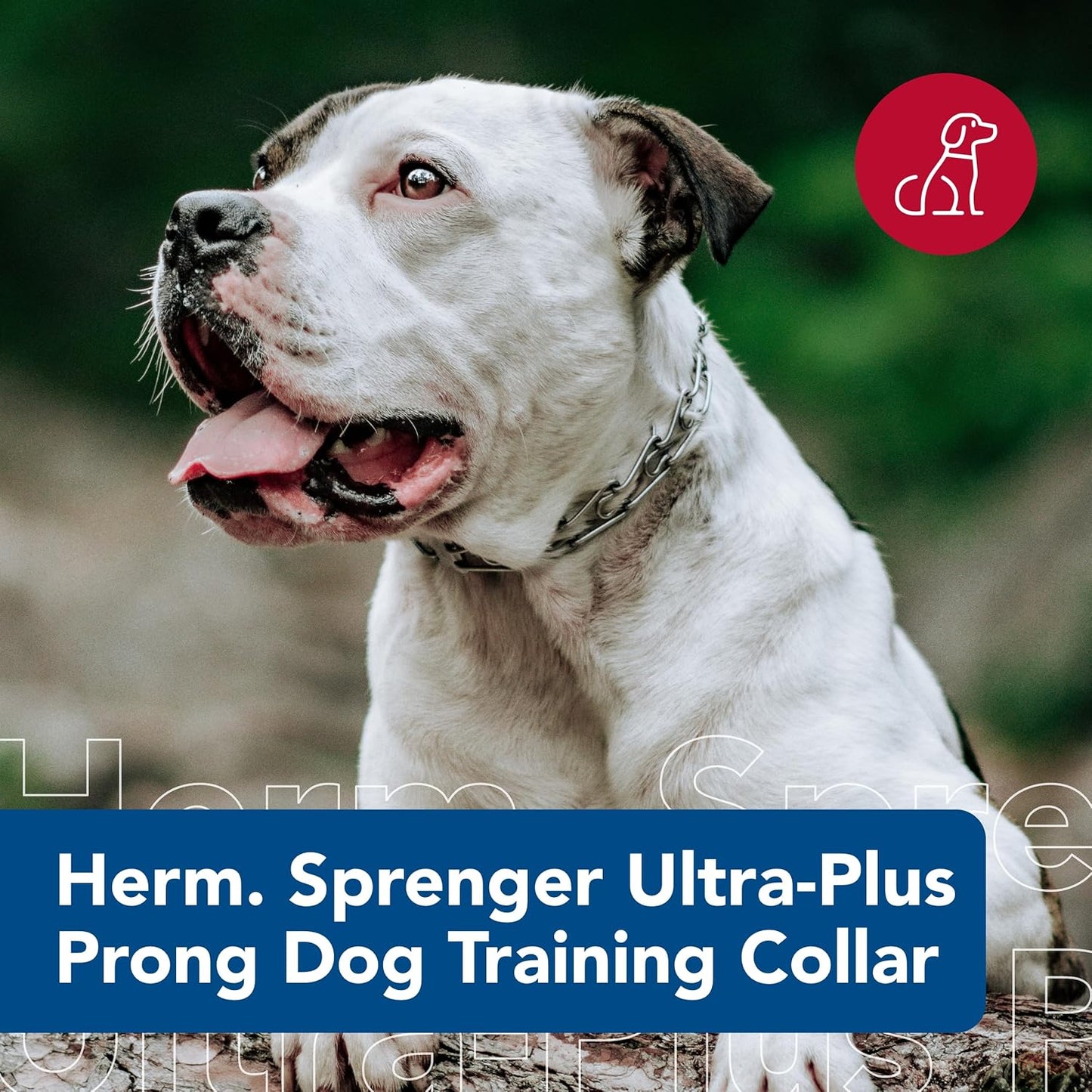 Herm SPRENGER Ultra-Plus Prong Dog Training Collar, 3.0 mm x 18" Neck Size, 3.0 mm x 22" Chain Length, Steel Chrome Plated Dog Prong Collar, Pinch Collar for Dogs, Dog Correction Collar