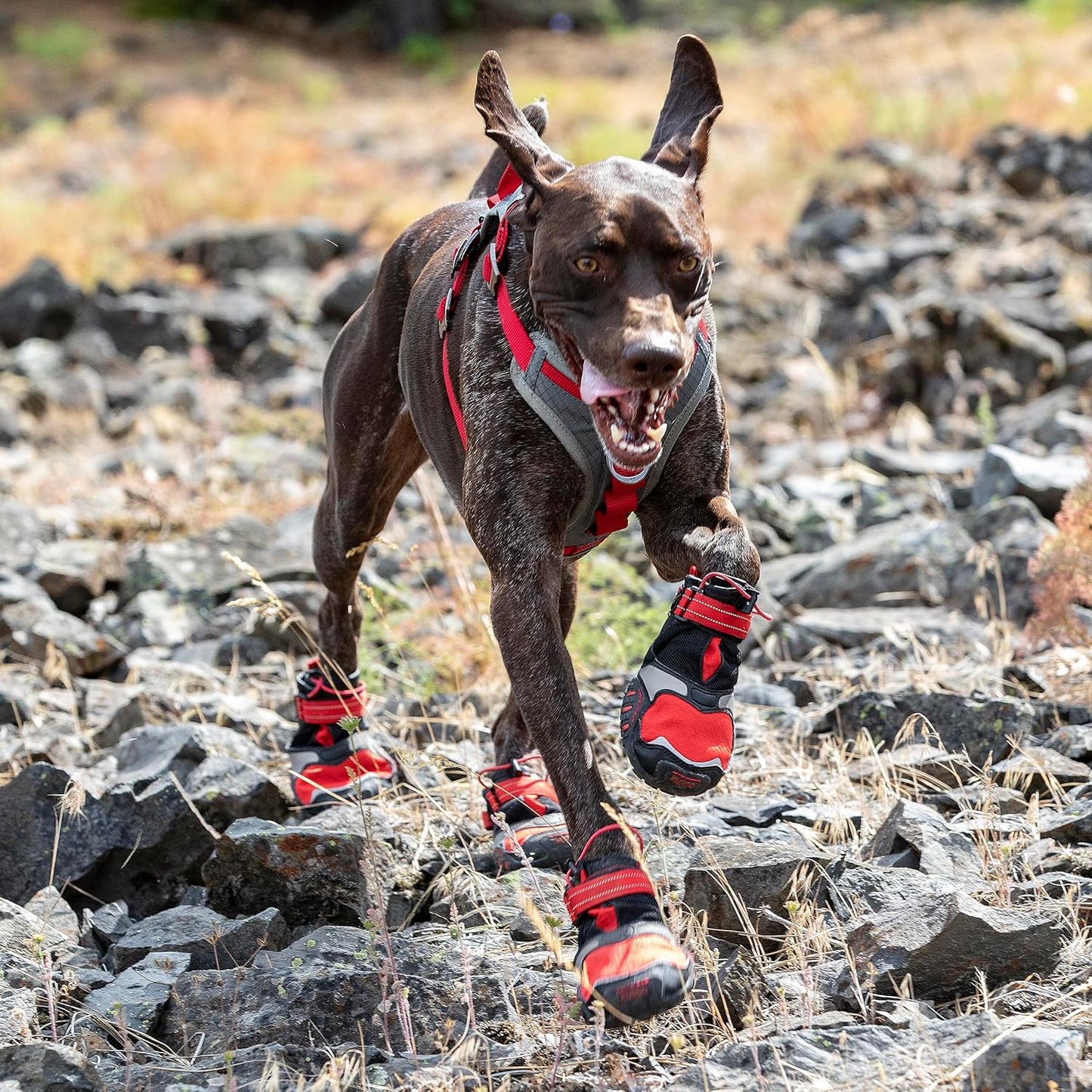 Kurgo Blaze Dog Boots - Protects Paws in All Seasons - Breathable Fabric - Water Resistant Dog Shoes - Dual Ankle Closure - Reflective Dog Boots - Includes 2 Shoes - Chili Red/Black - L